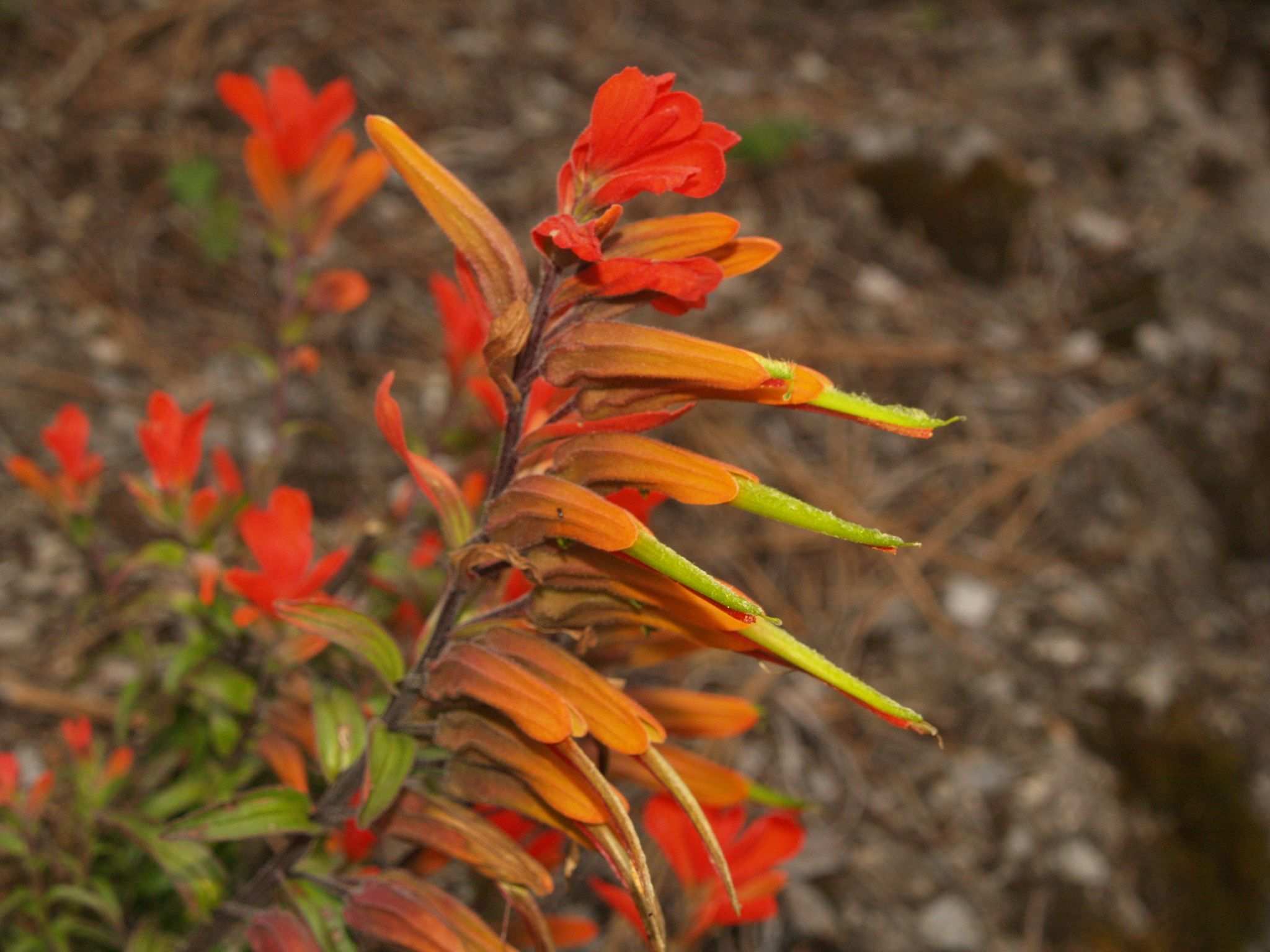 Castilleja integrifolia