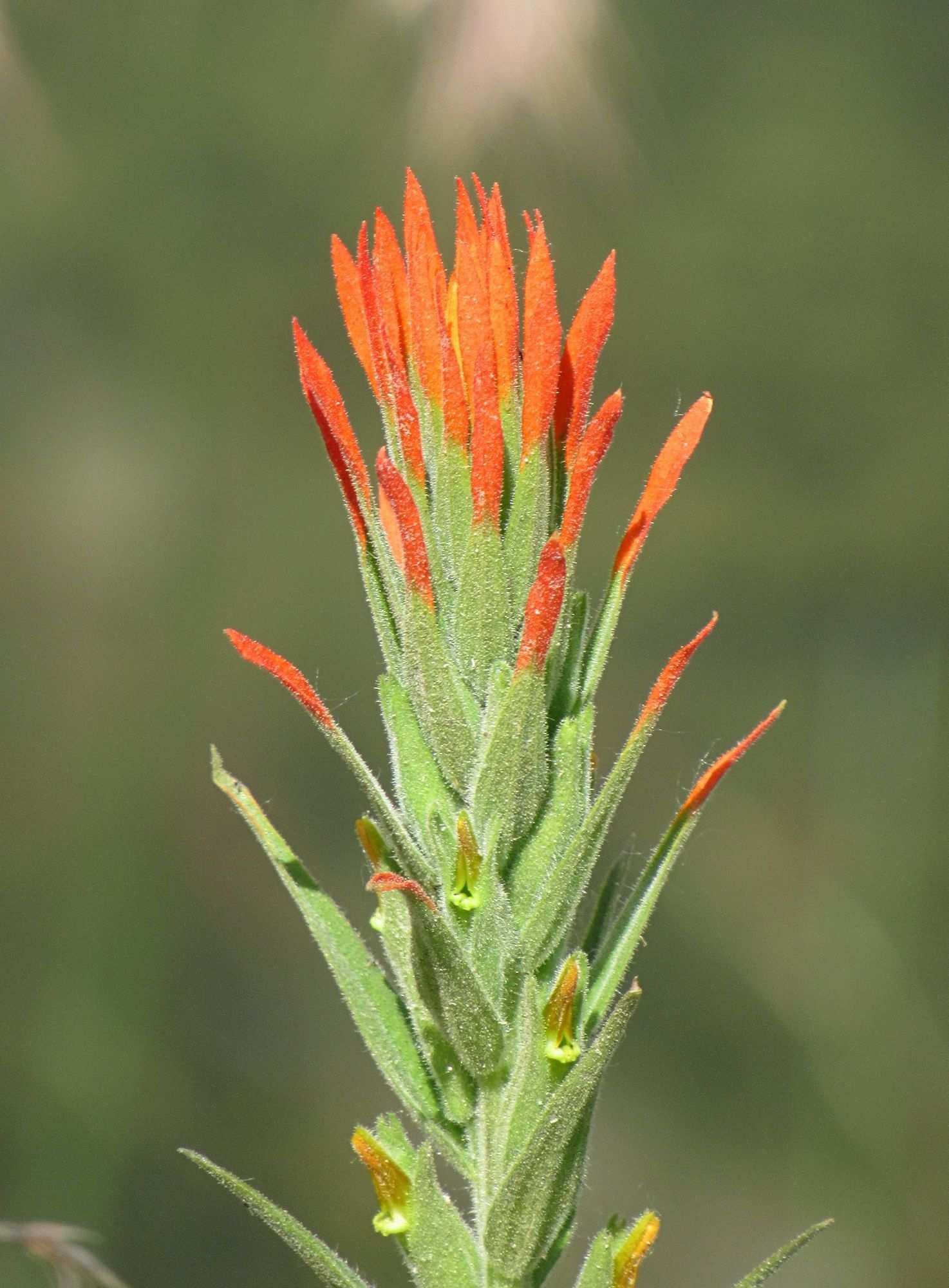 Castilleja minor
