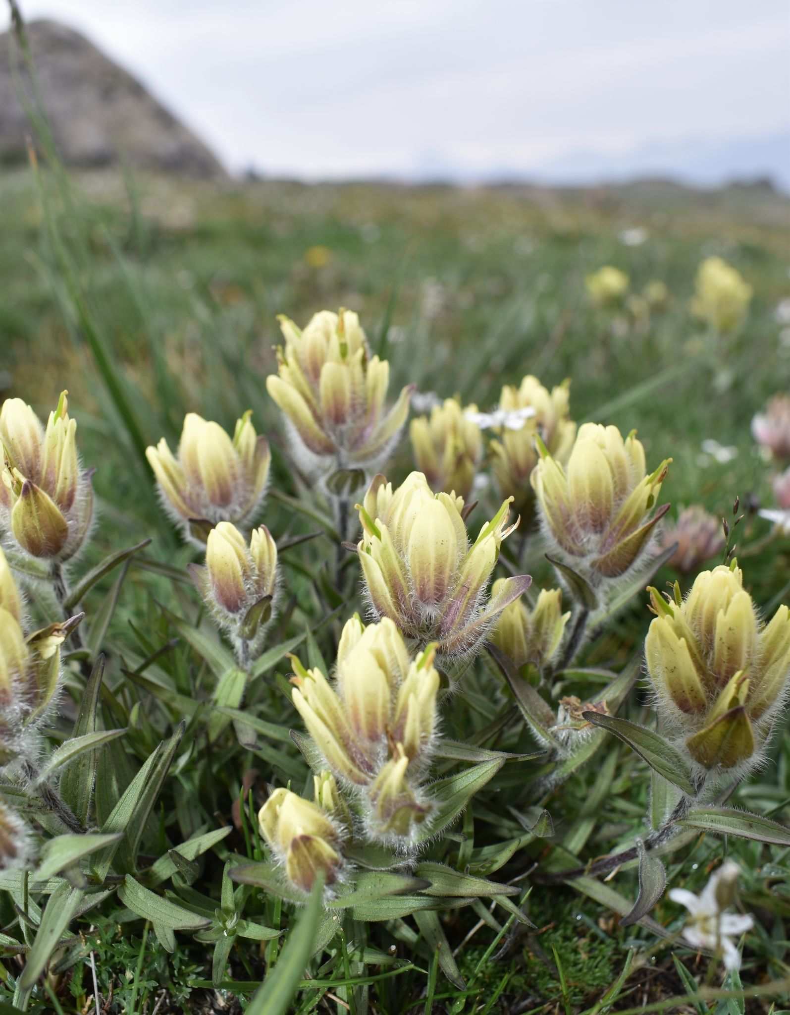 Castilleja occidentalis