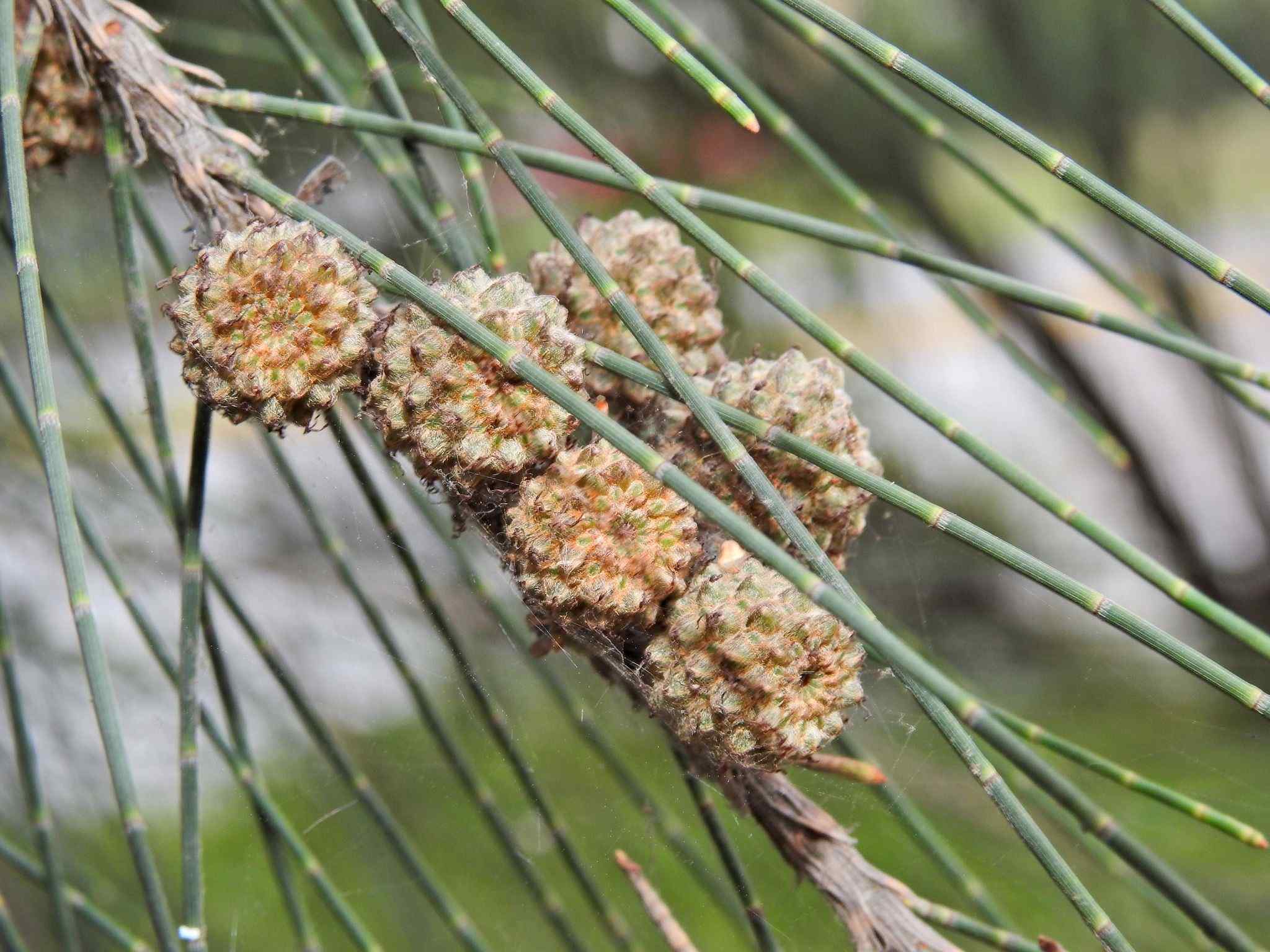 Casuarina