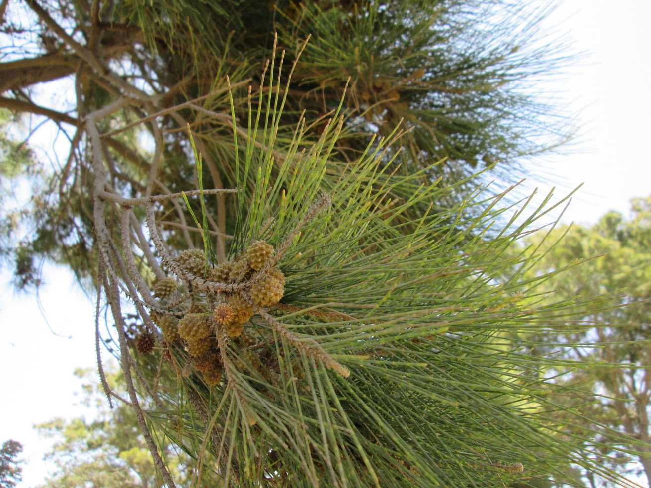 Casuarina cunninghamiana