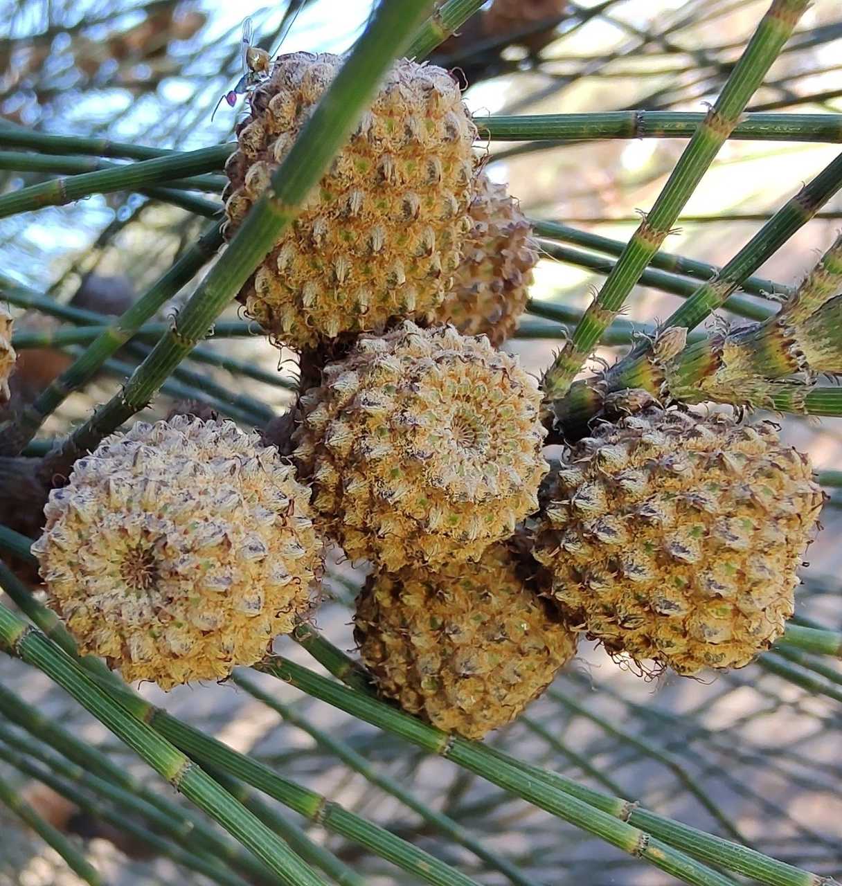 Casuarina glauca