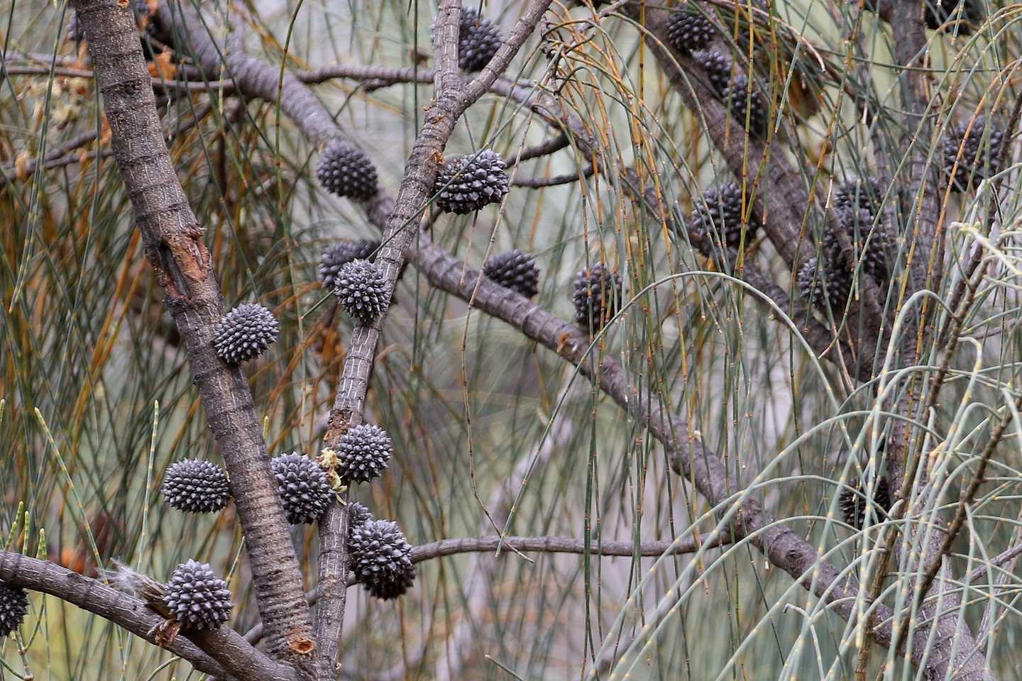 Casuarina stricta