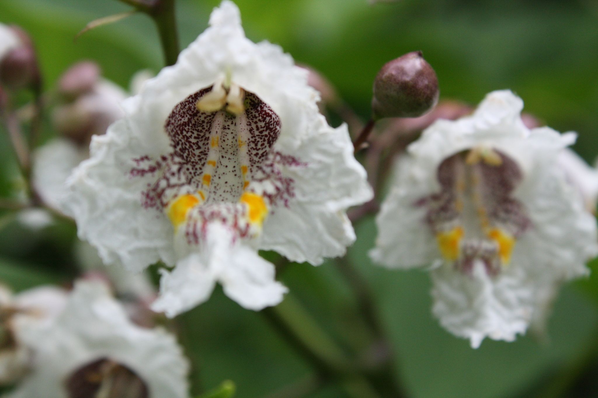 Catalpa bignonioides