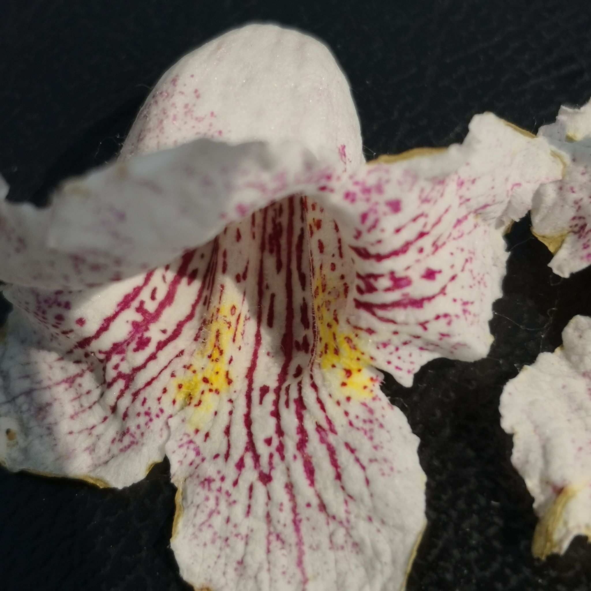 Catalpa bungei