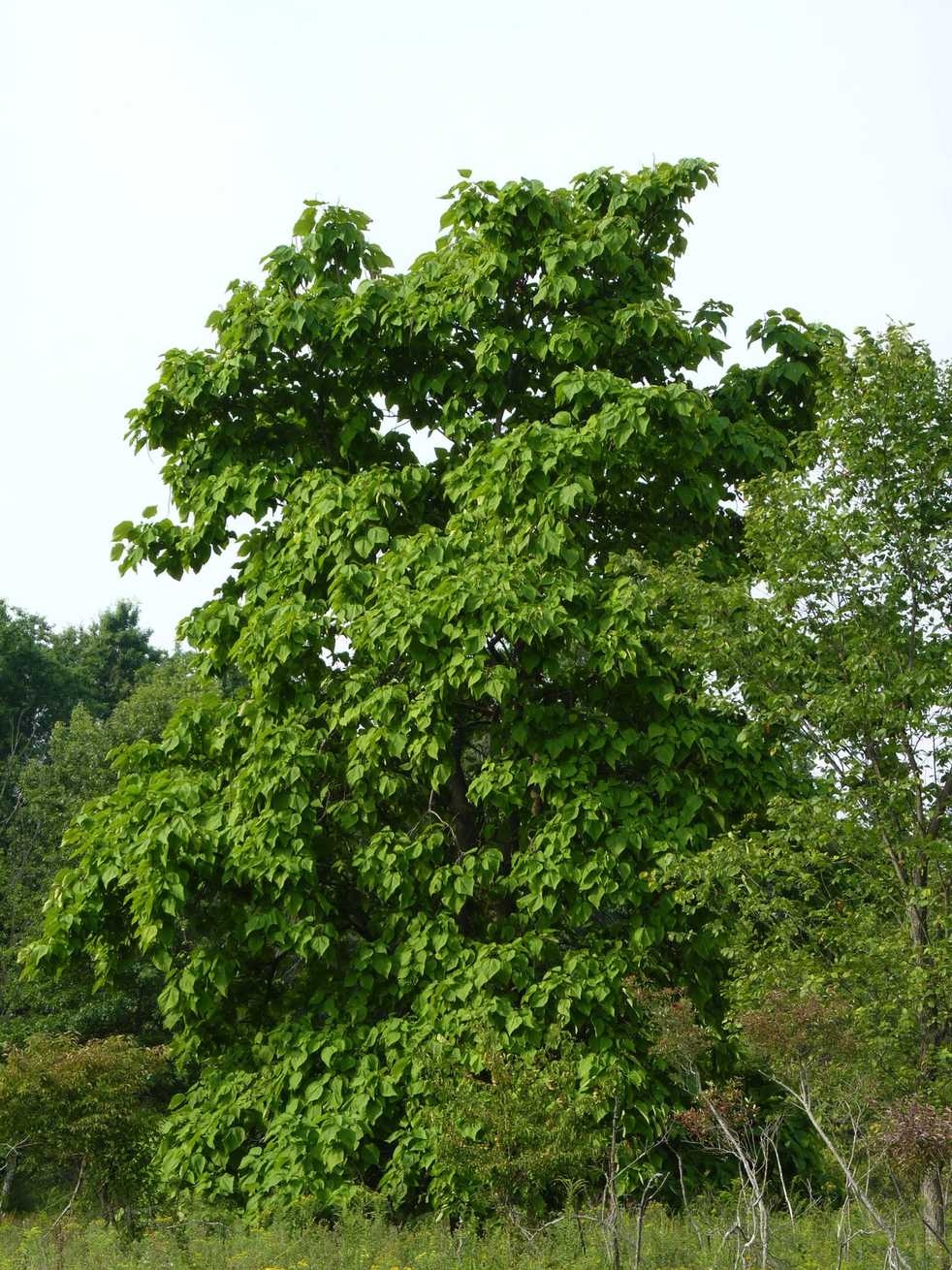 Catalpa speciosa