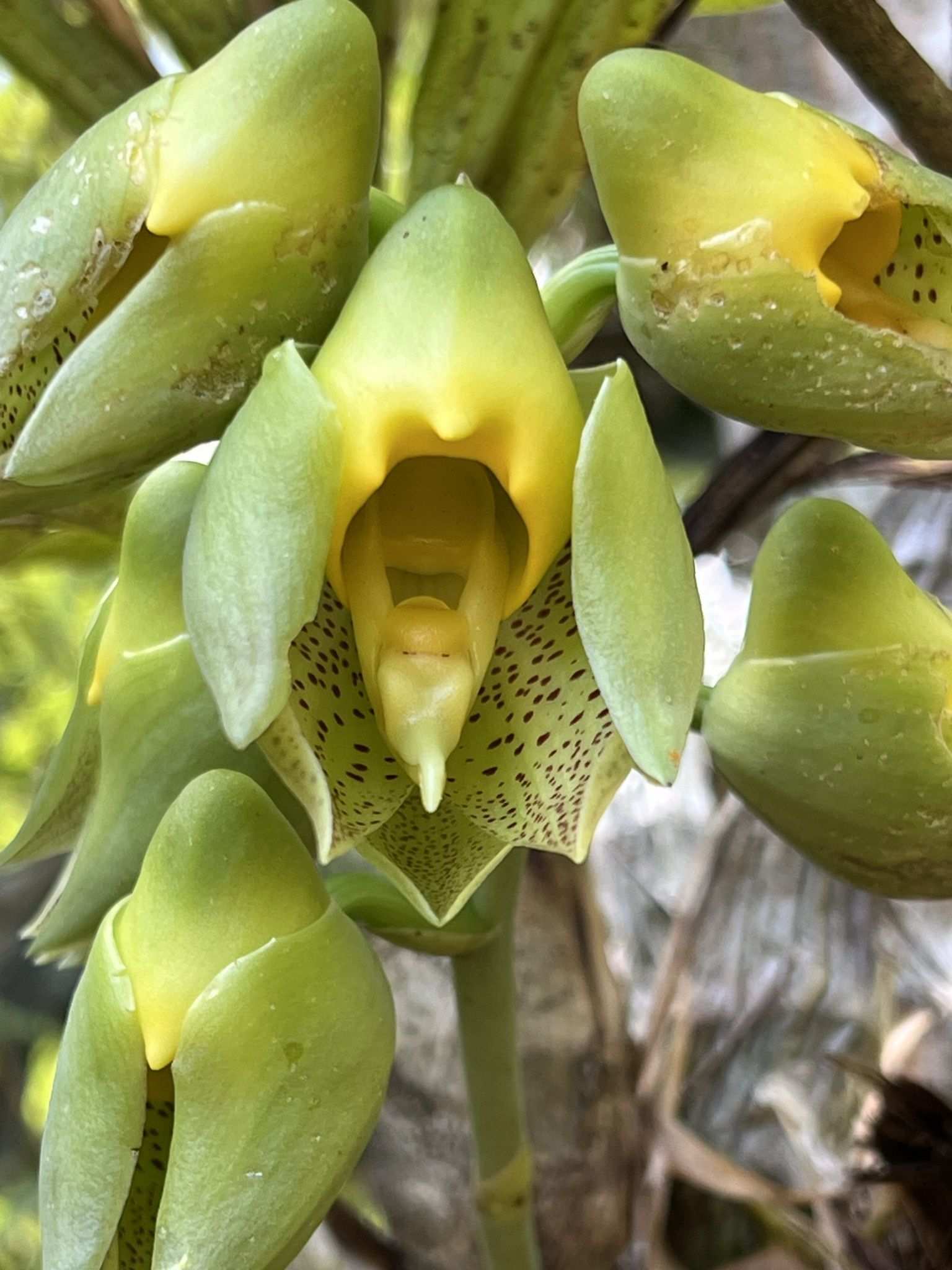 Catasetum macrocarpum