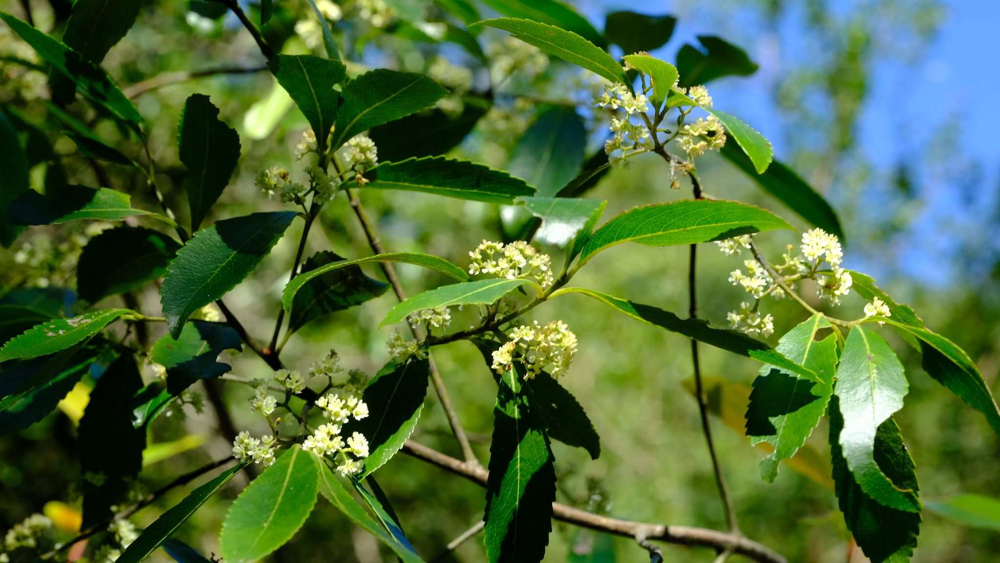 Catha edulis