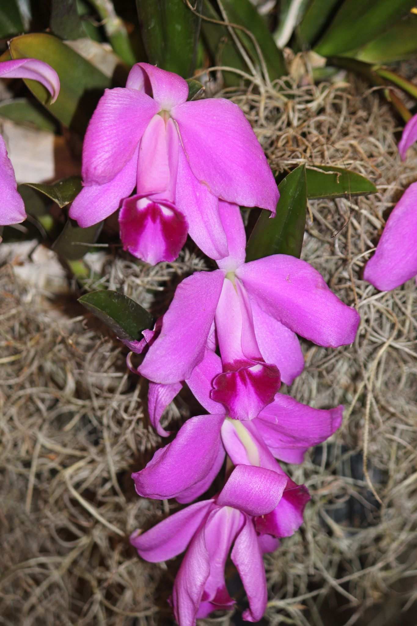 Cattleya sp.
