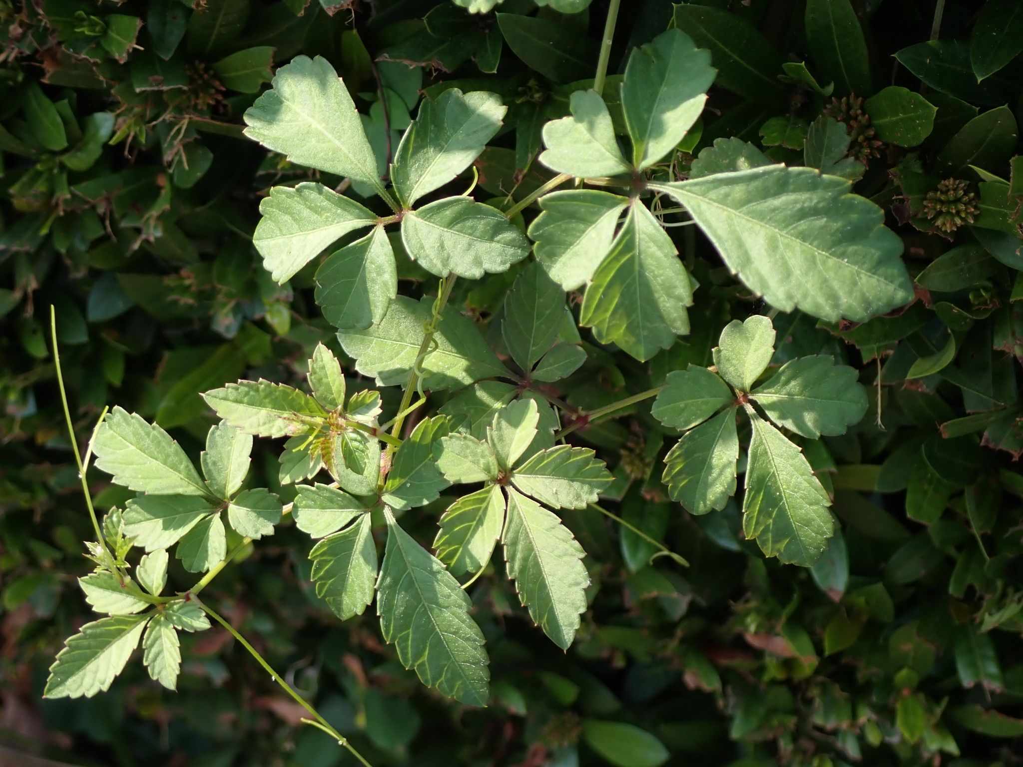 Causonis japonica
