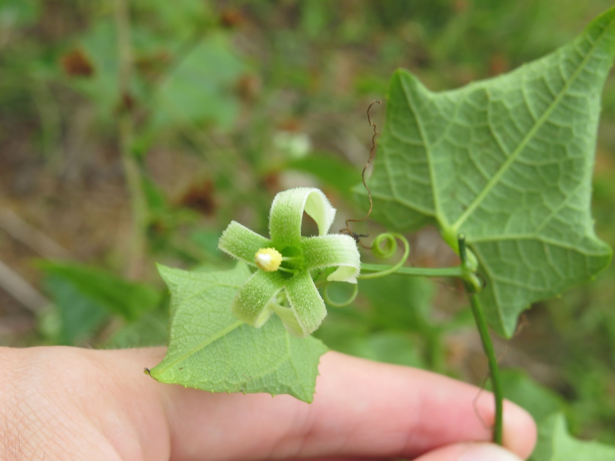 Cayaponia racemosa