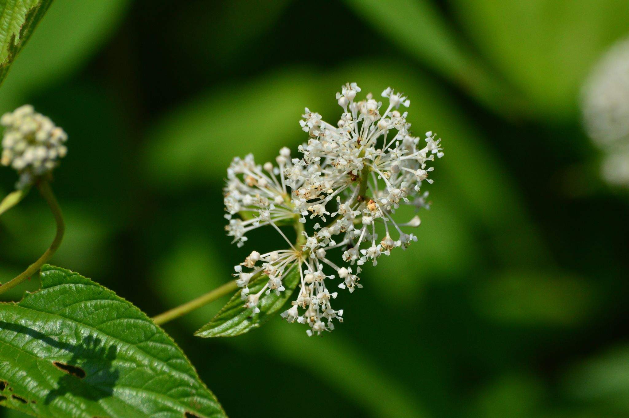 Ceanothus americanus