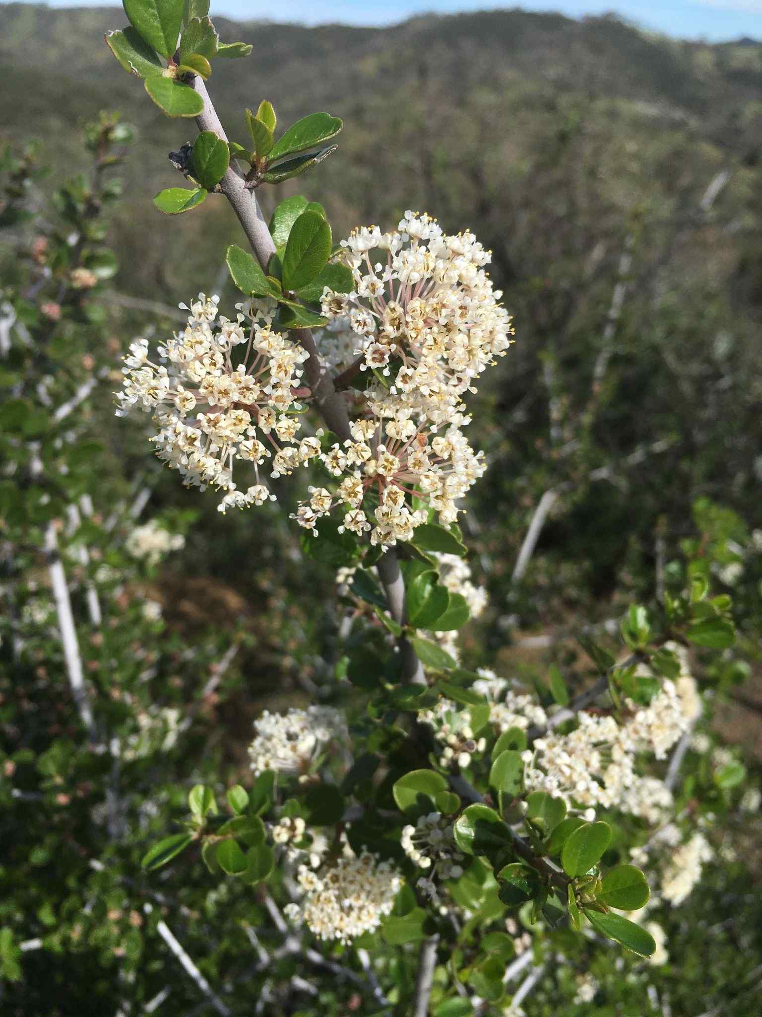 Ceanothus cuneatus