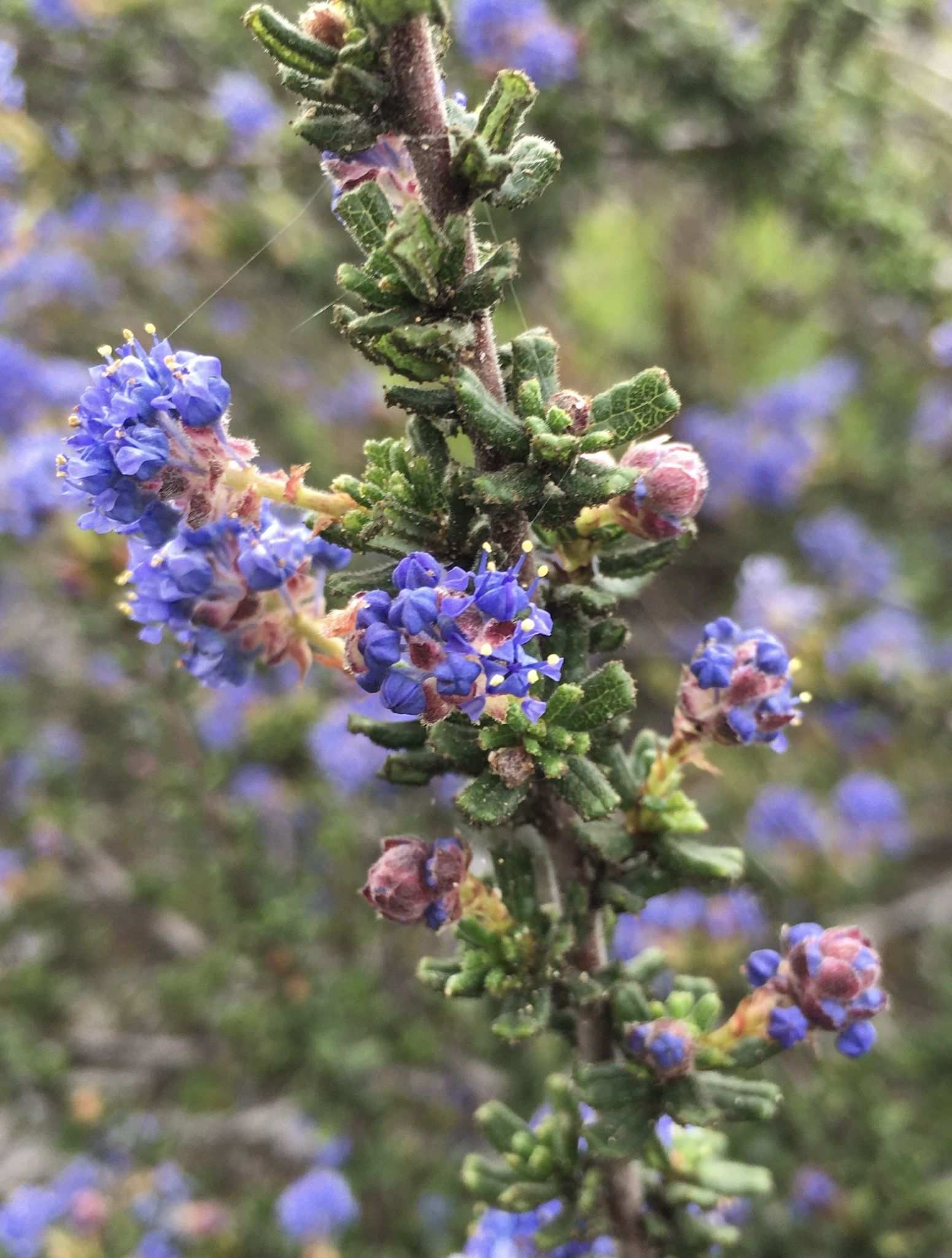 Ceanothus dentatus