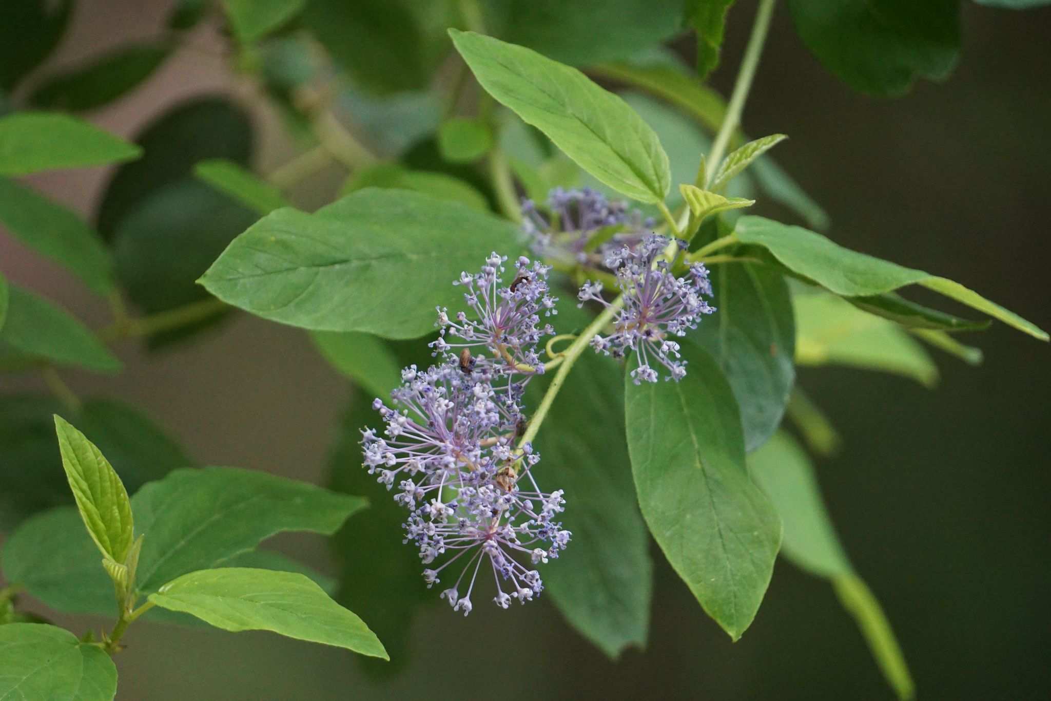 Ceanothus integerrimus
