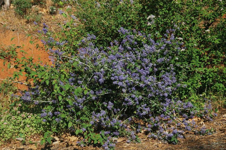 Ceanothus lemmonii