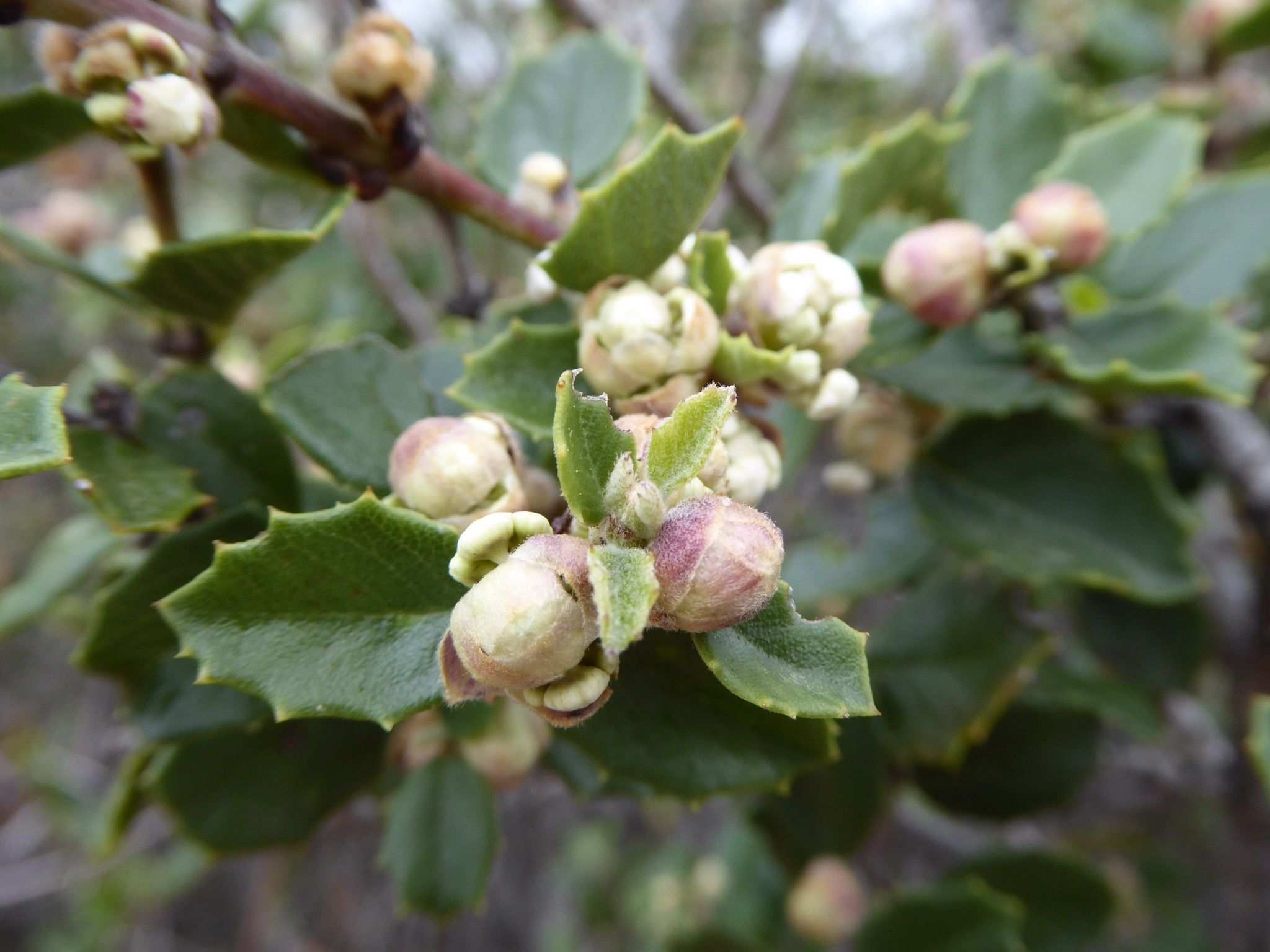 Ceanothus perplexans