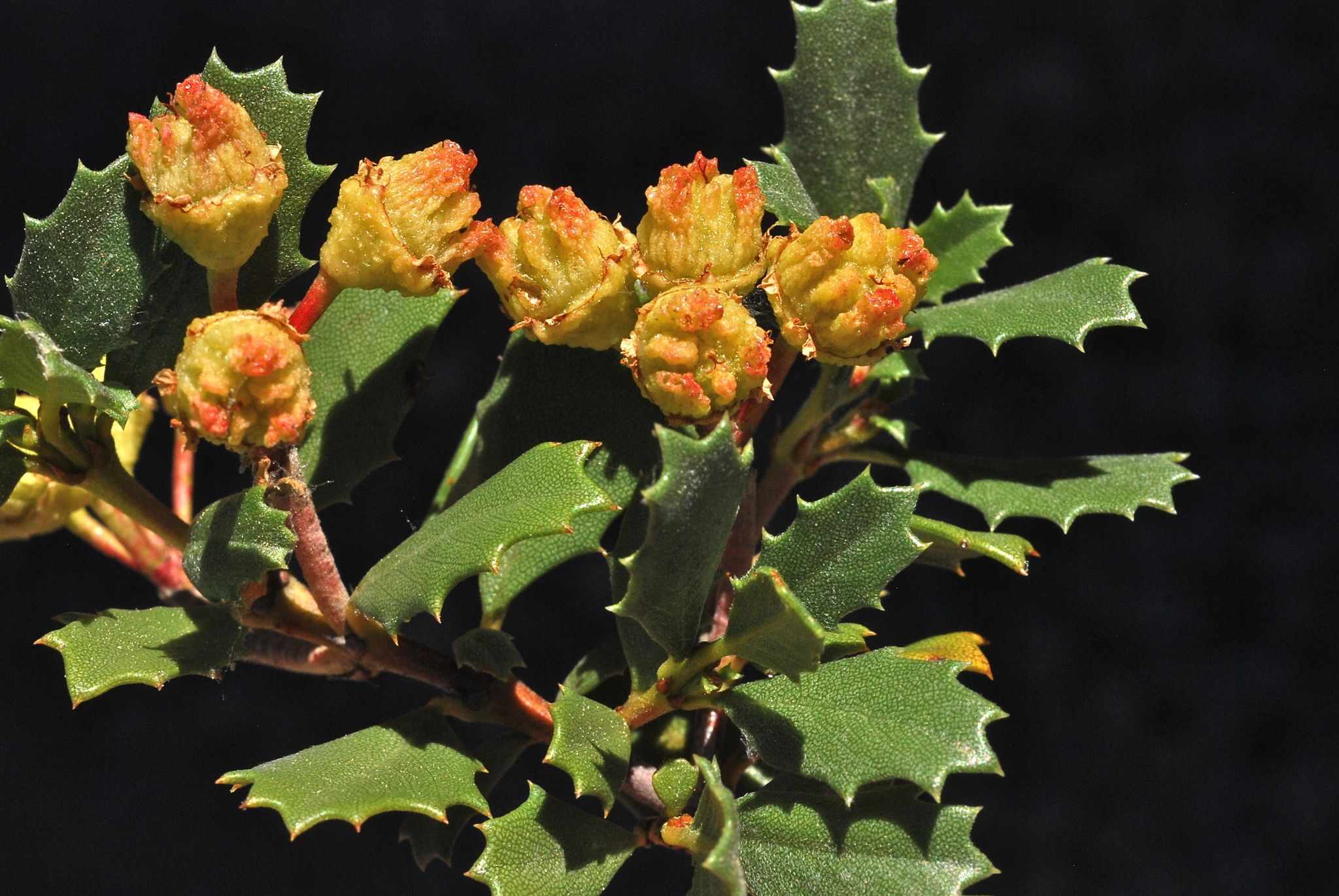 Ceanothus prostratus
