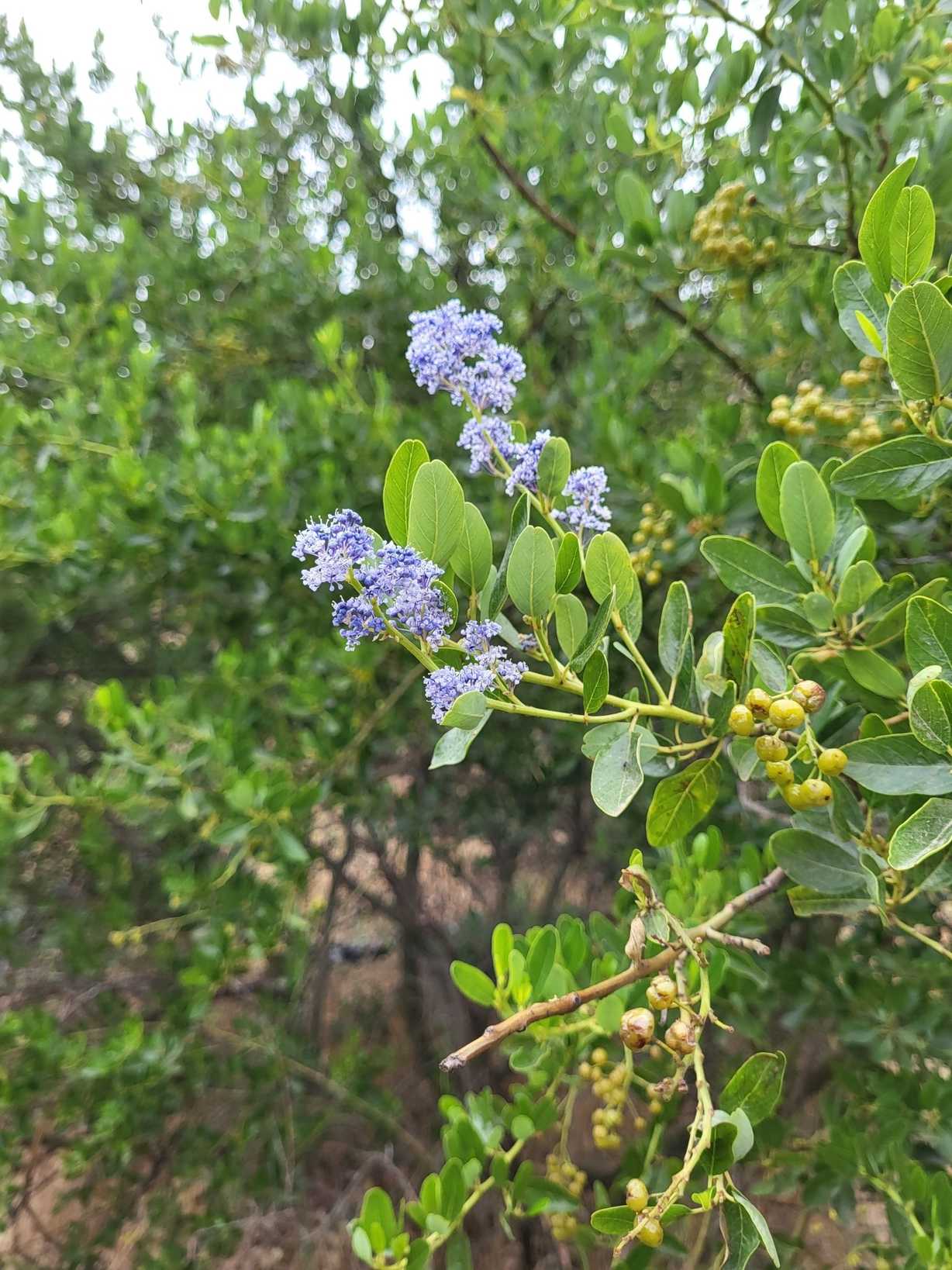 Ceanothus sp.