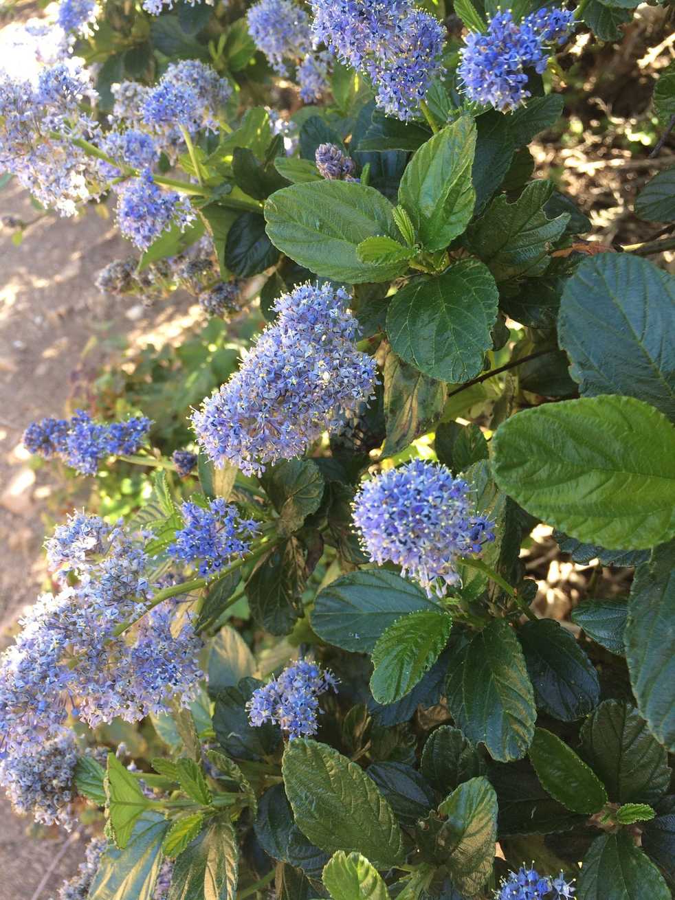 Ceanothus thyrsiflorus