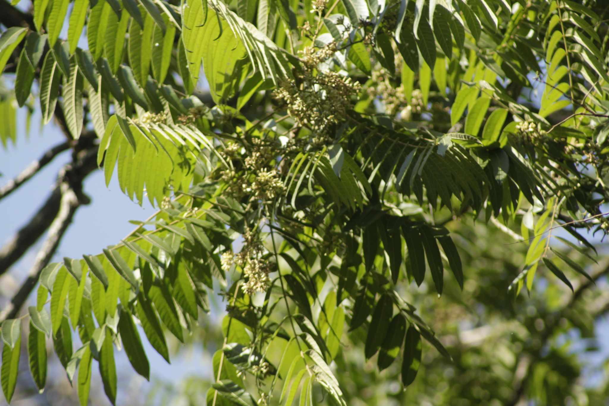Cedrela fissilis