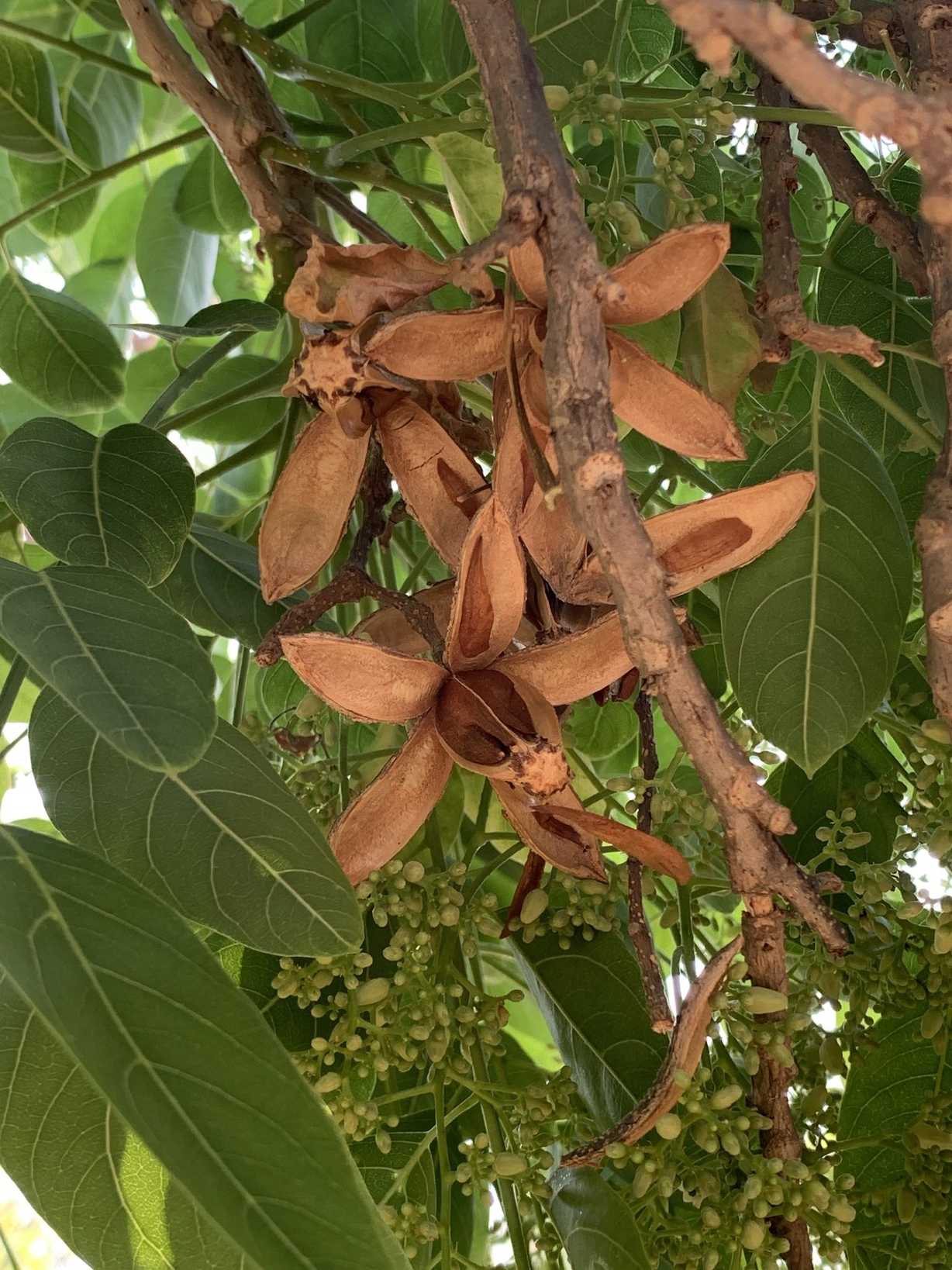 Cedrela odorata