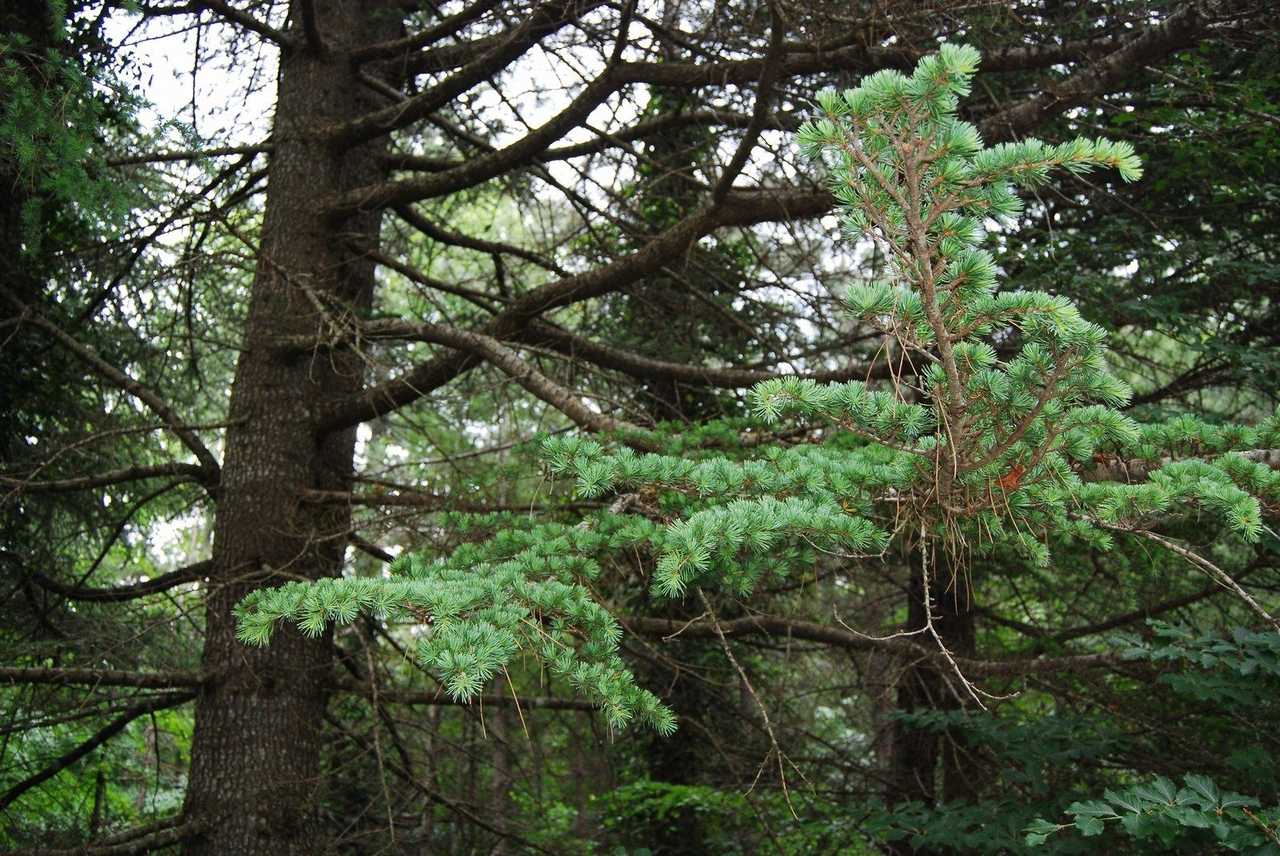 Cedrus atlantica