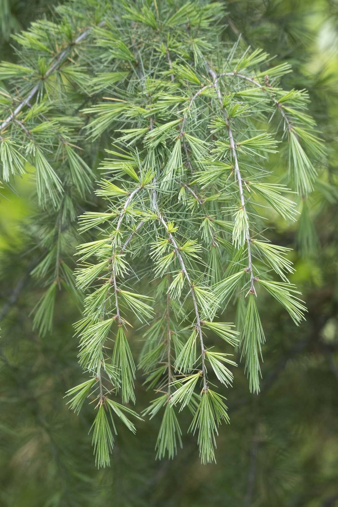 Cedrus deodara