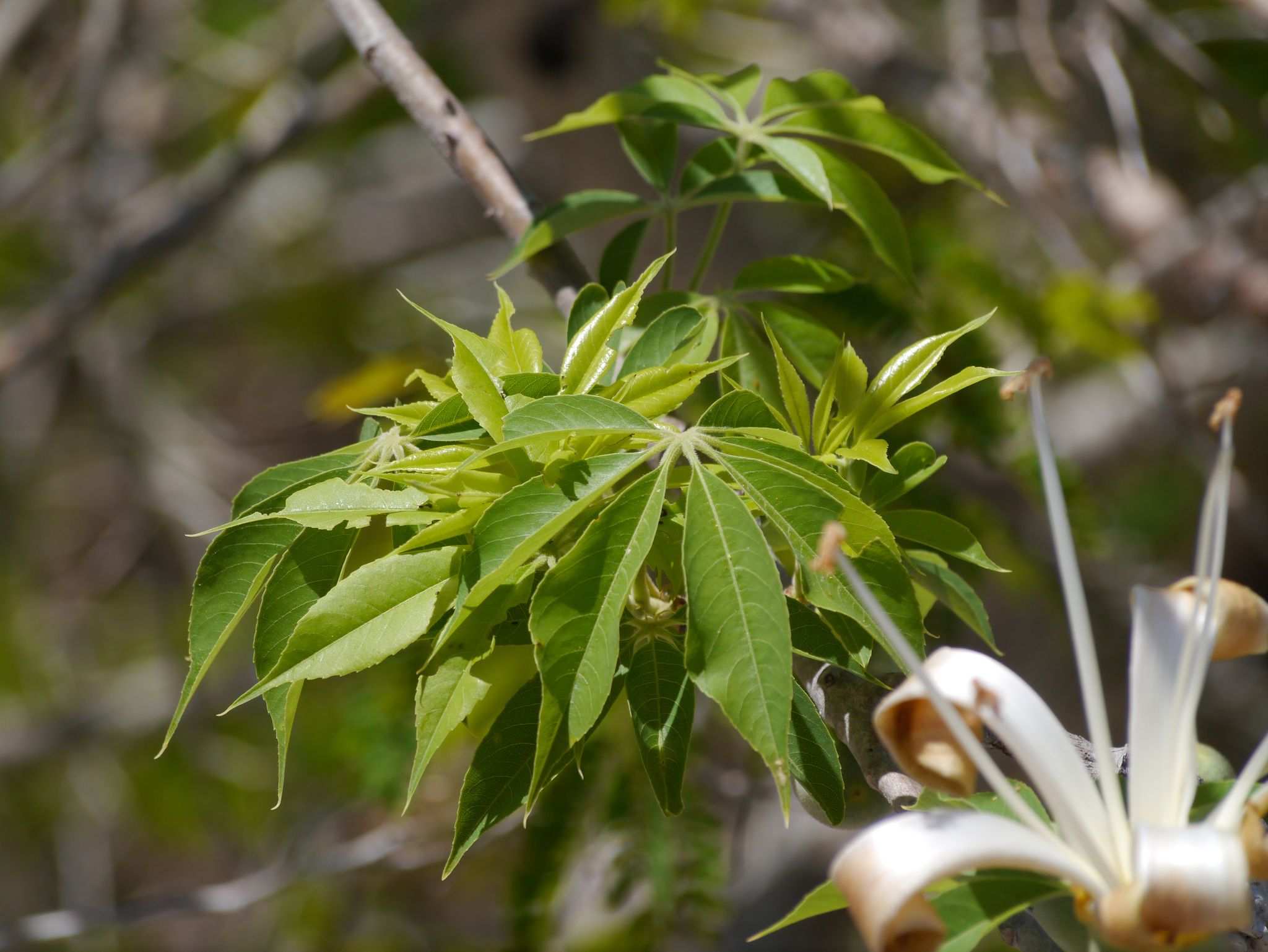 Ceiba aesculifolia