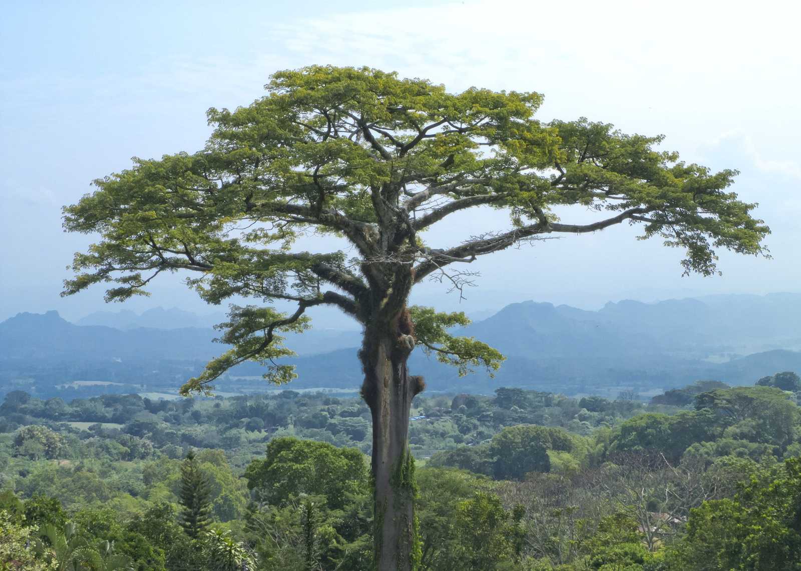 Ceiba pentandra