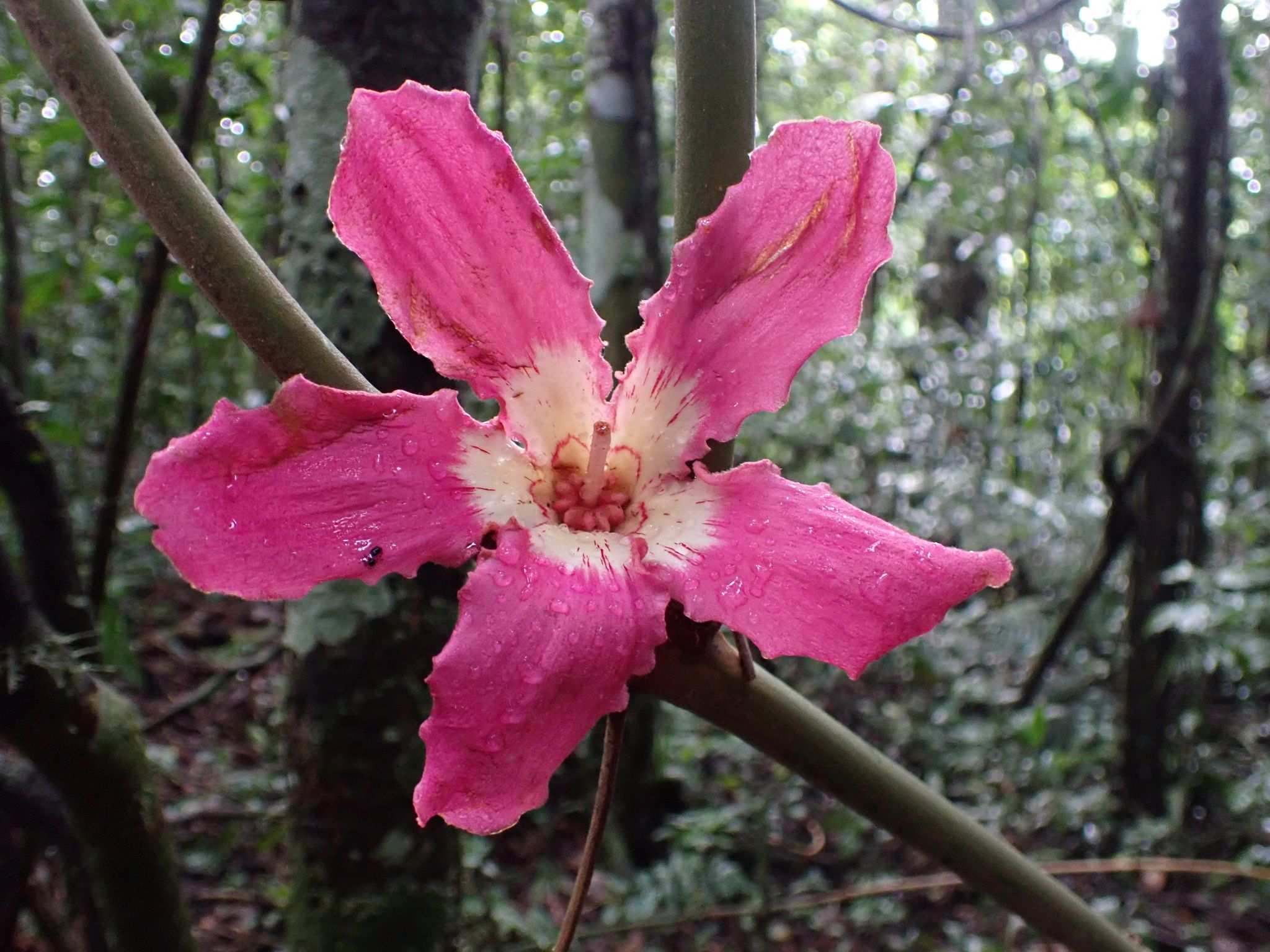 Ceiba speciosa