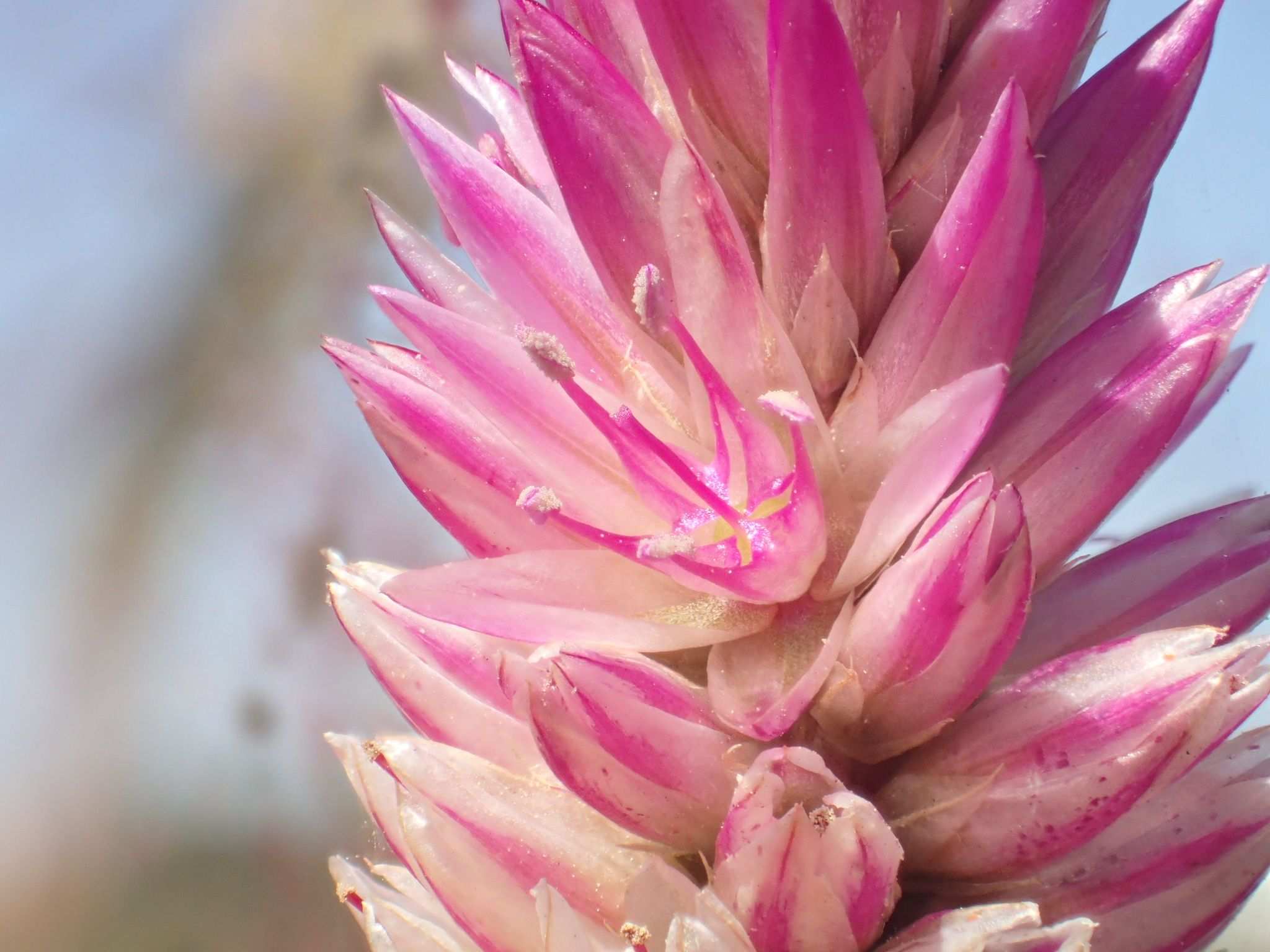 Celosia argentea