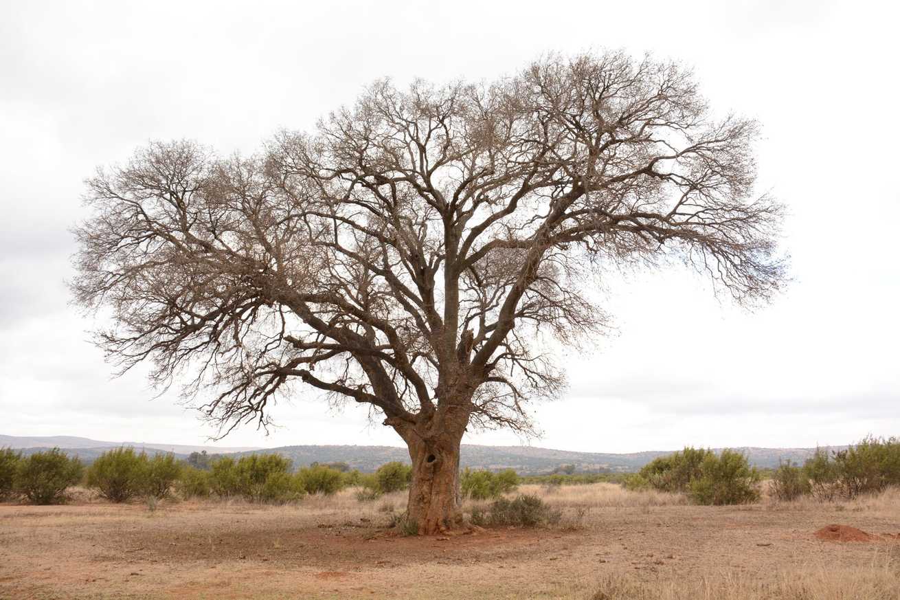Celtis africana