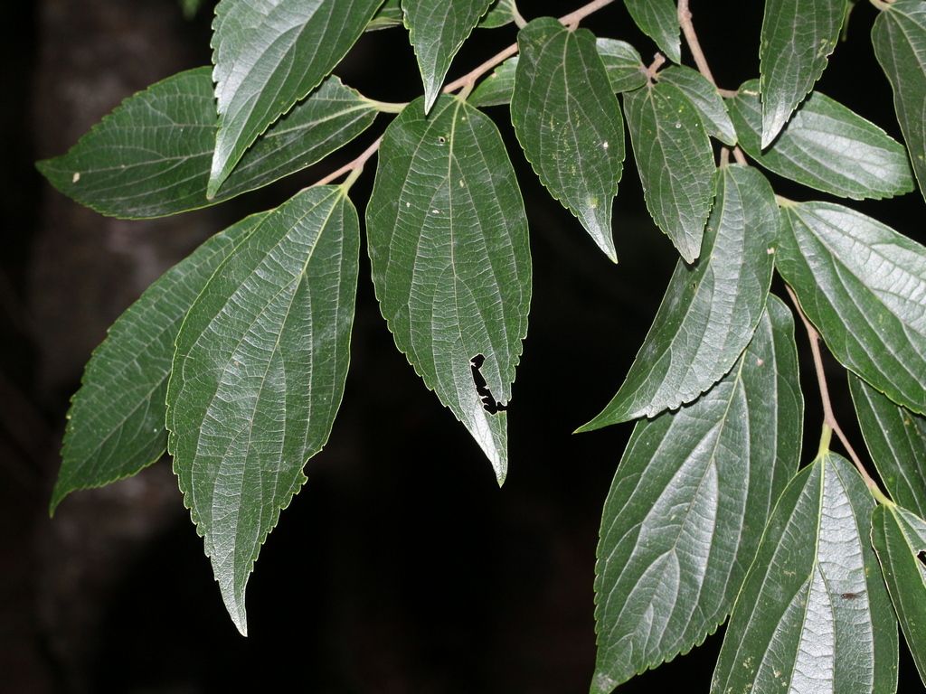 Celtis formosana