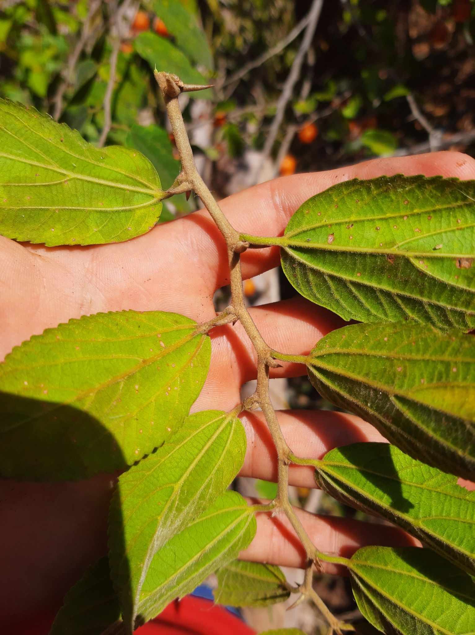 Celtis iguanaea