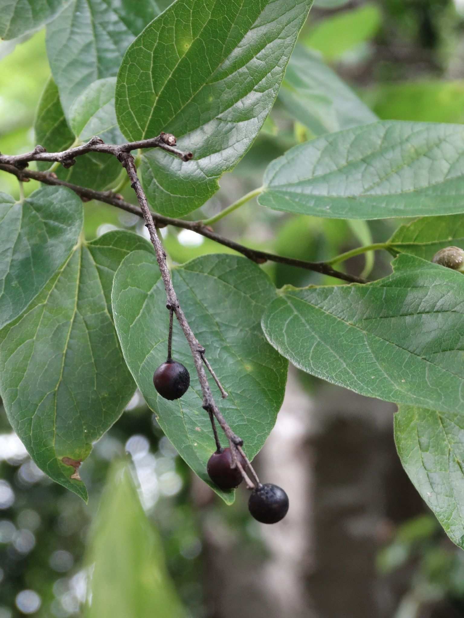 Celtis laevigata
