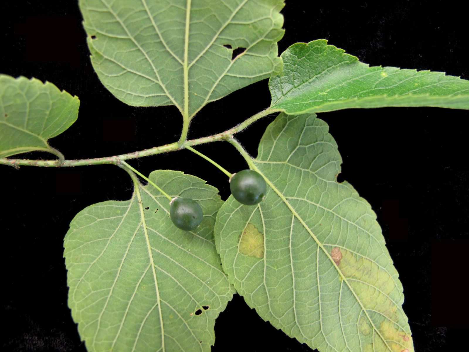 Celtis occidentalis