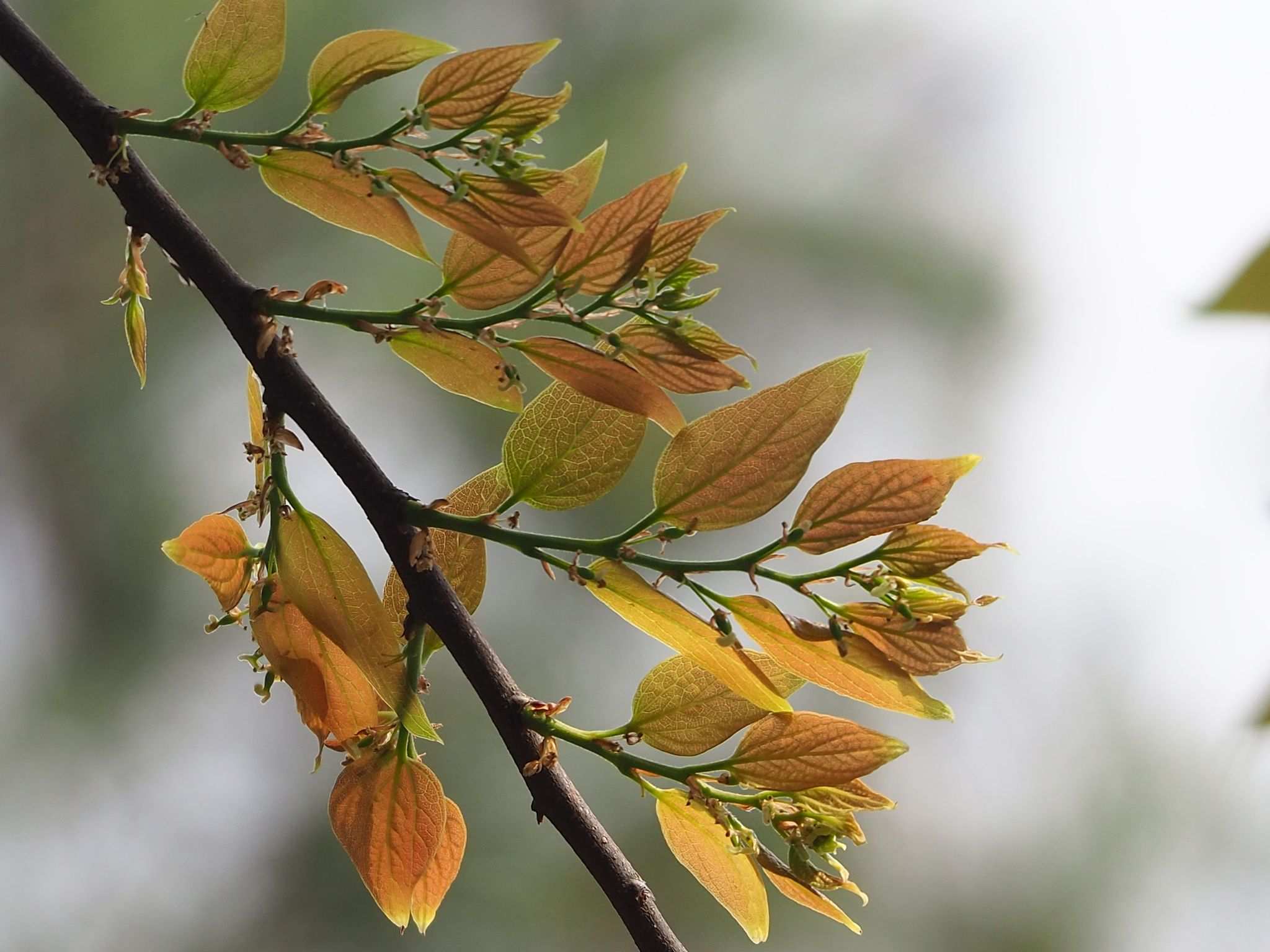 Celtis sinensis