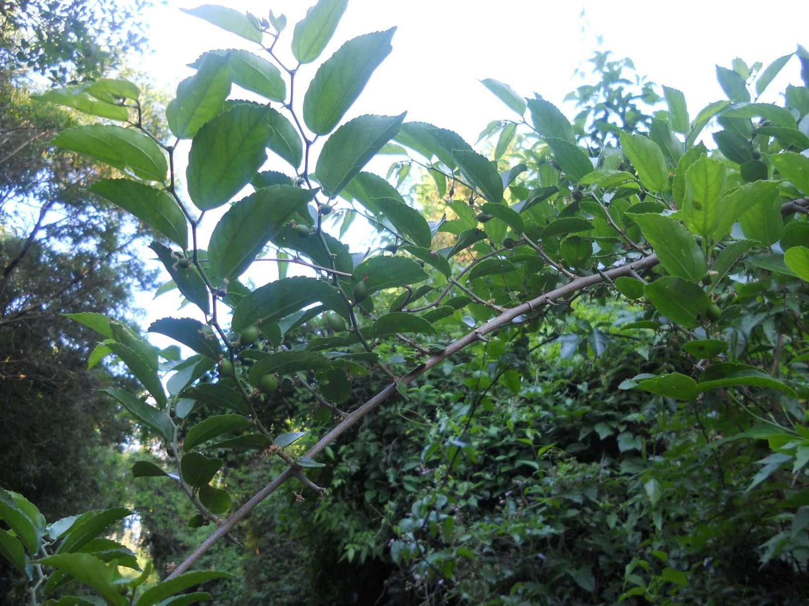Celtis sp.