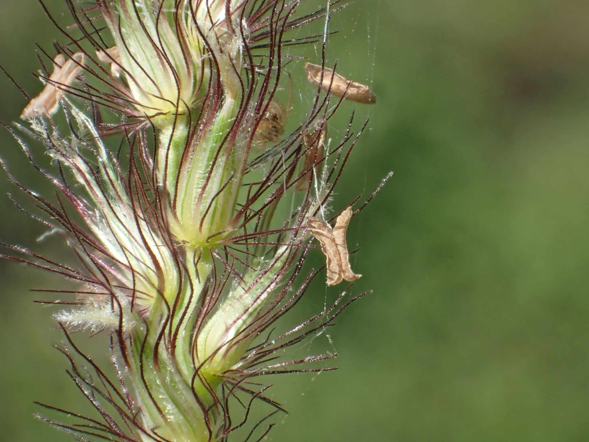 Cenchrus ciliaris
