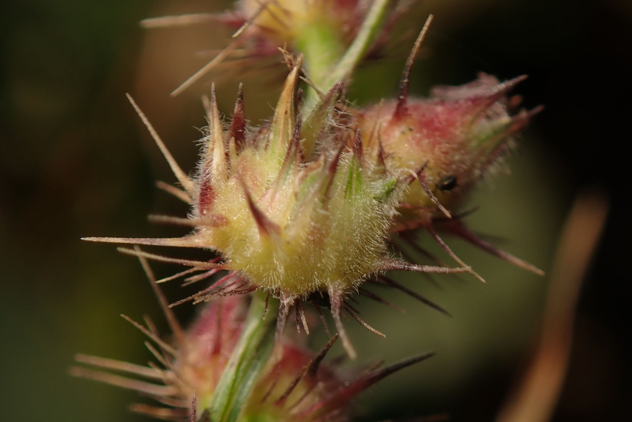 Cenchrus echinatus