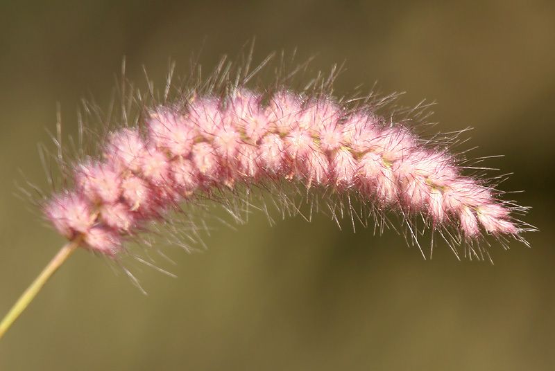 Cenchrus pedicellatus