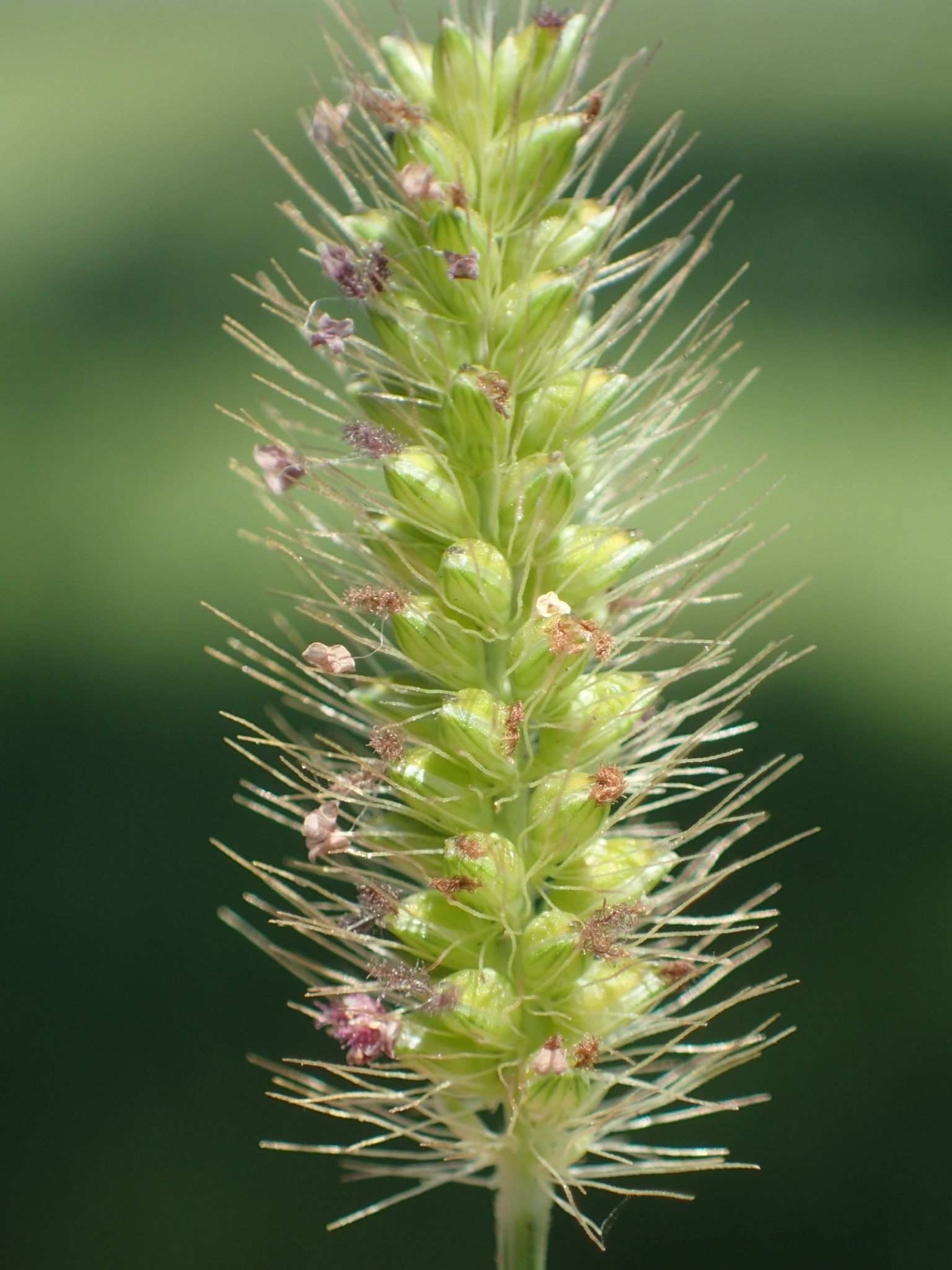 Cenchrus polystachios