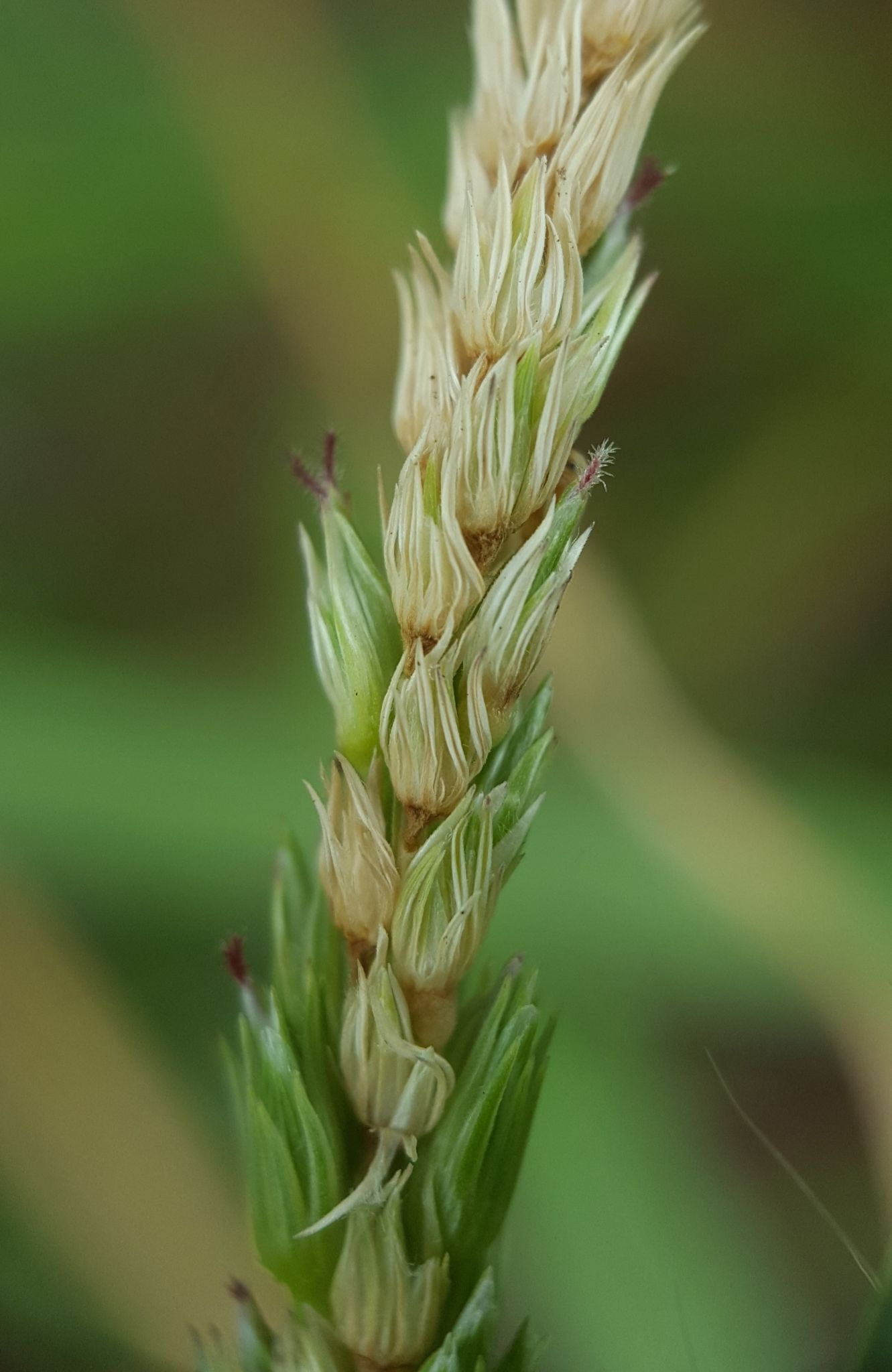 Cenchrus setigerus