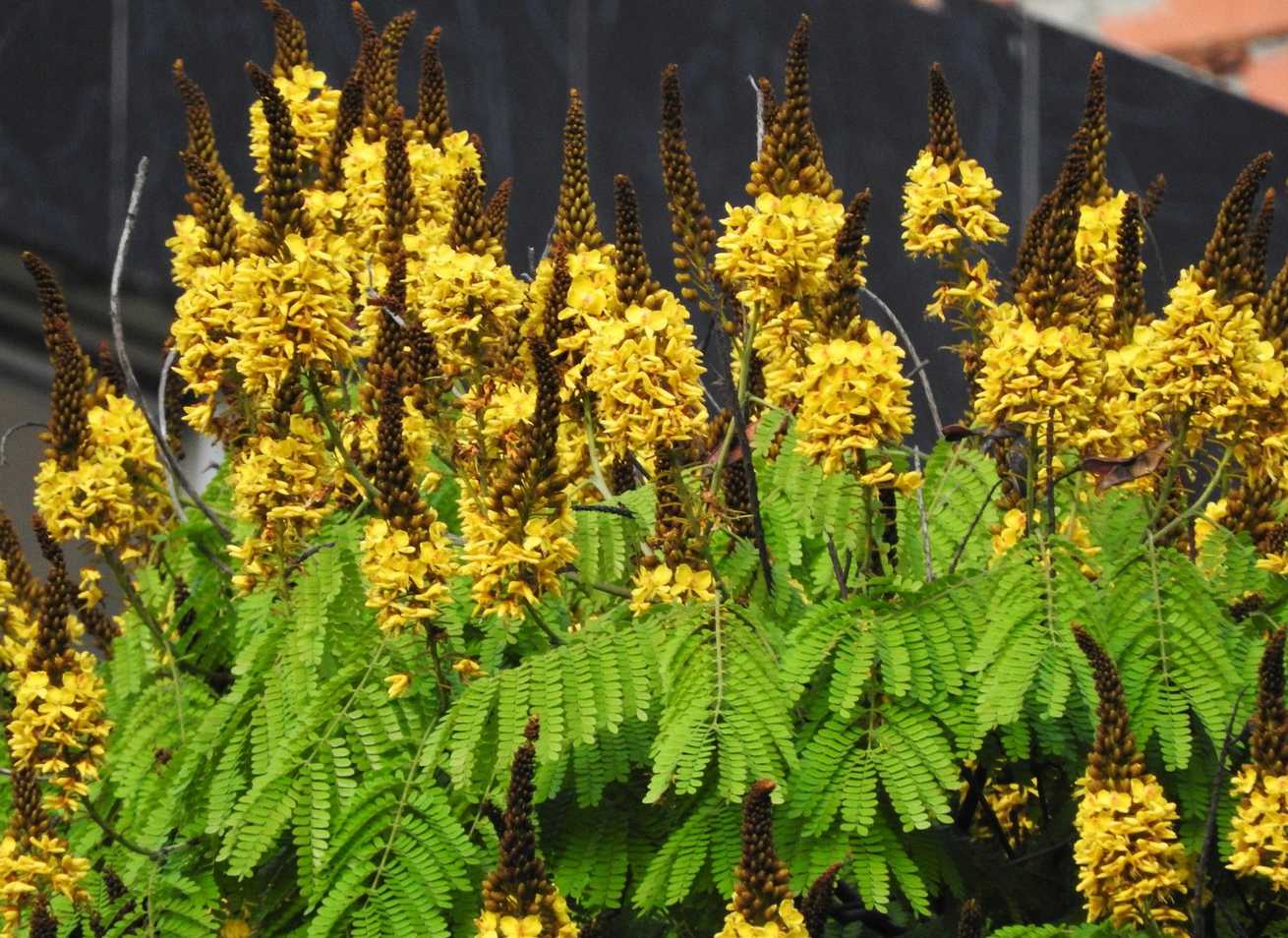 Cenostigma pluviosum
