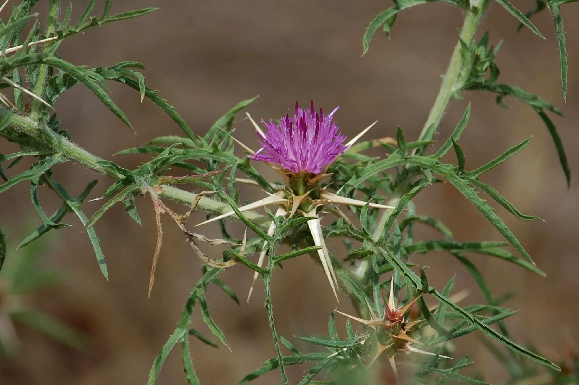 Centaurea calcitrapa