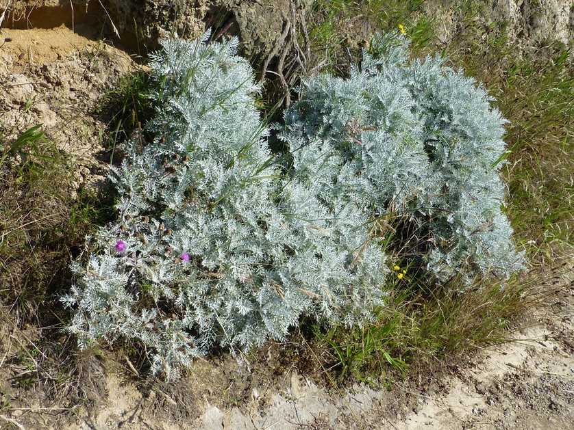 Centaurea cineraria