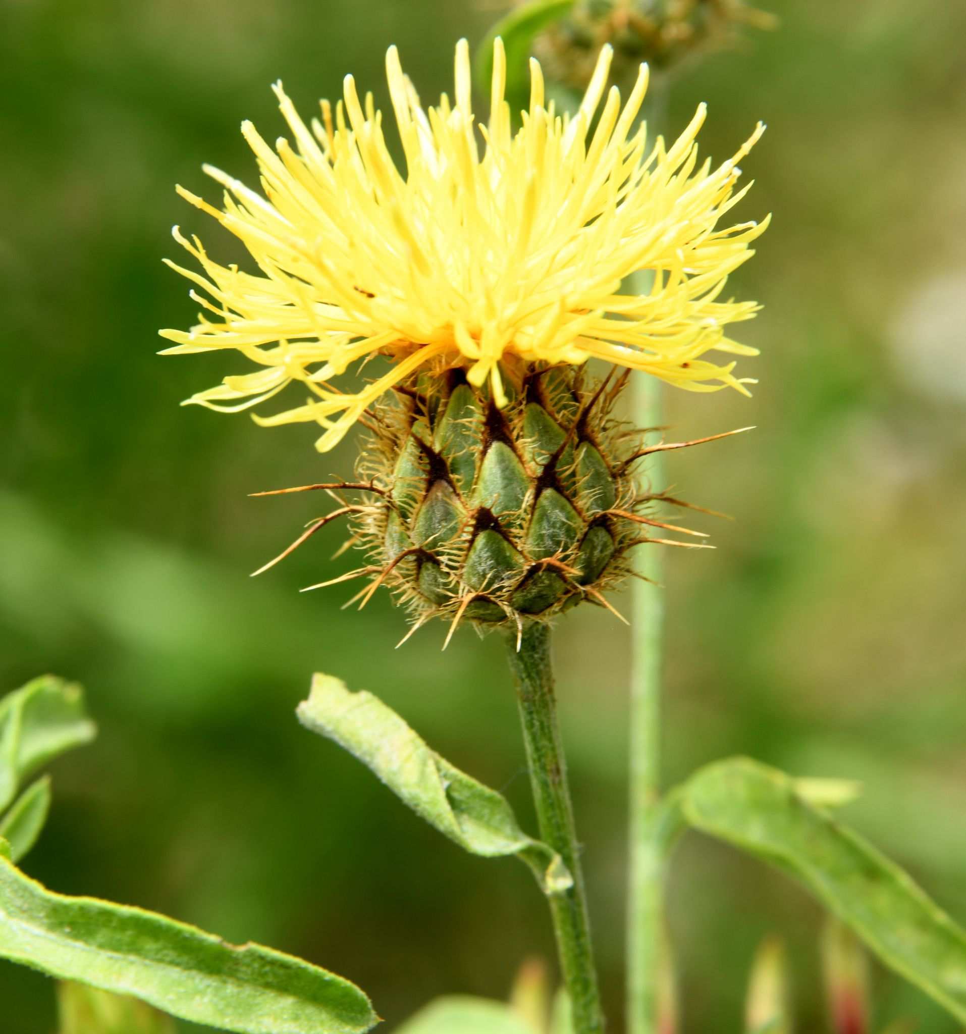 Centaurea collina