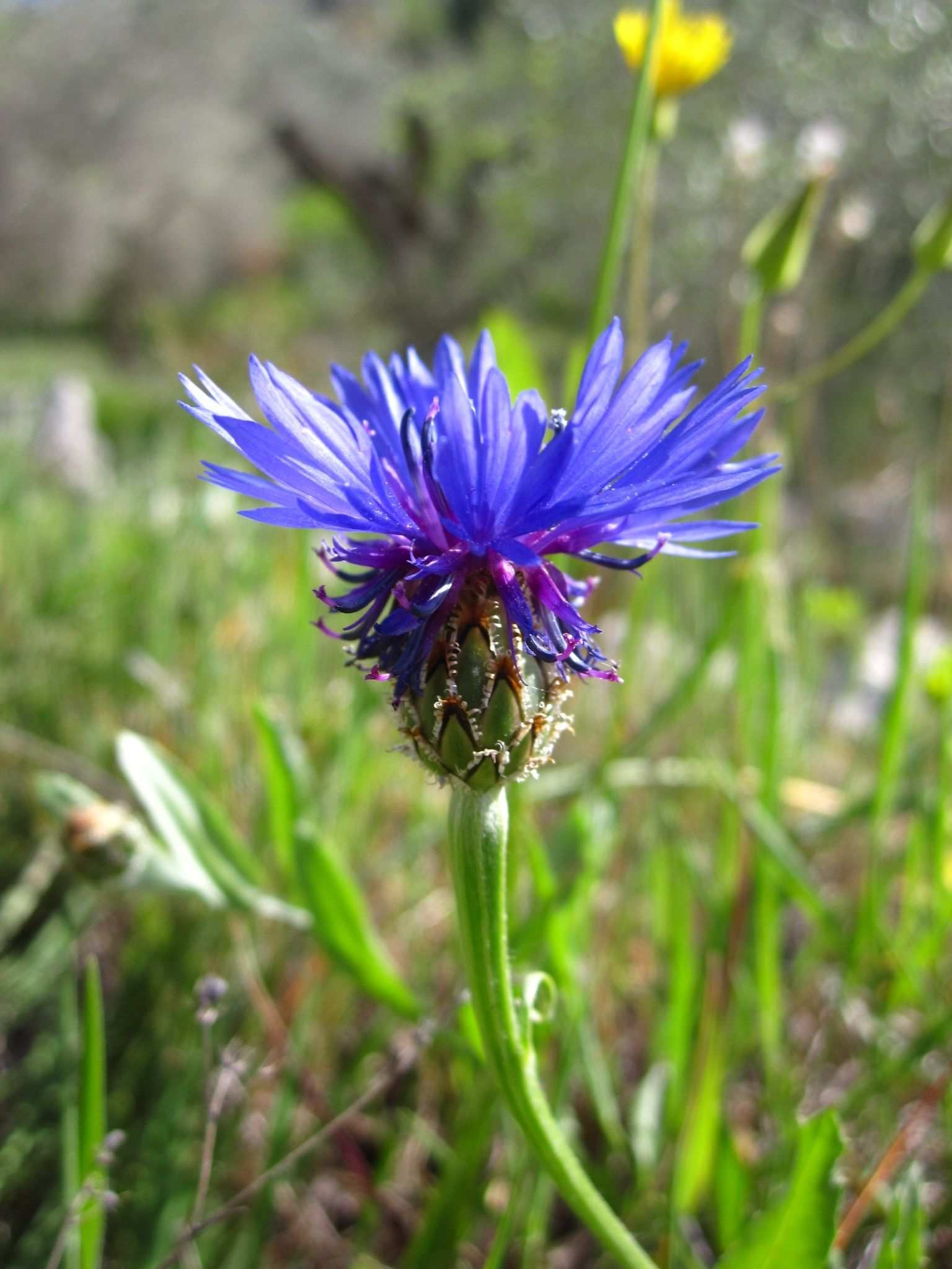 Centaurea cyanus