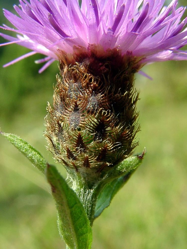 Centaurea decipiens